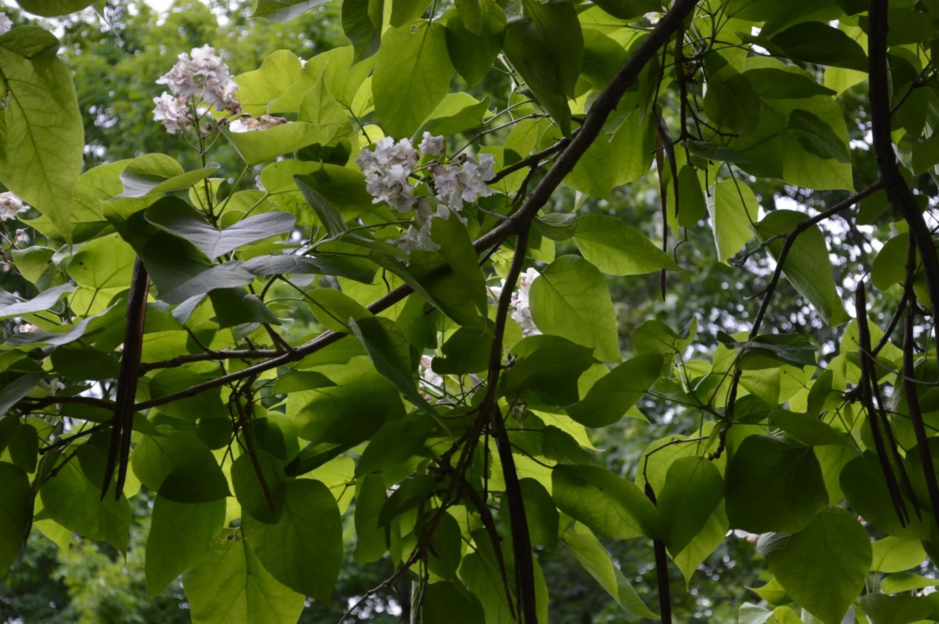 Spring, Garden in La Maison Collins B&B