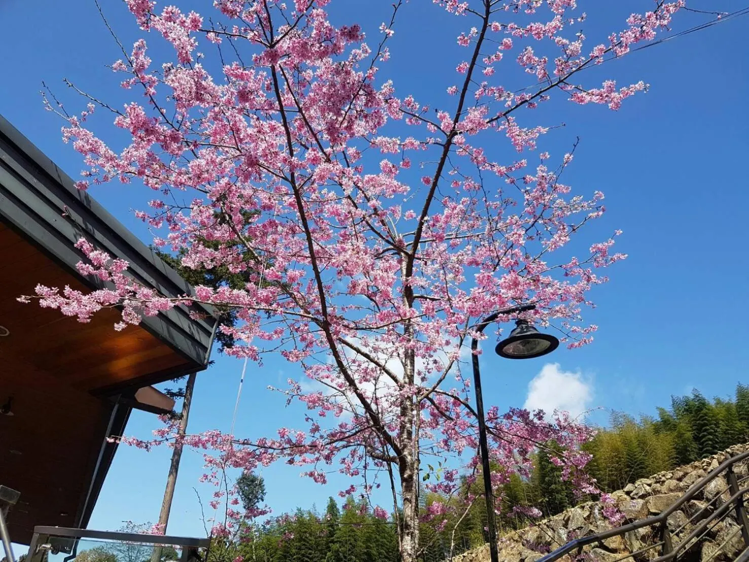 Spring in Ming Yang B&B