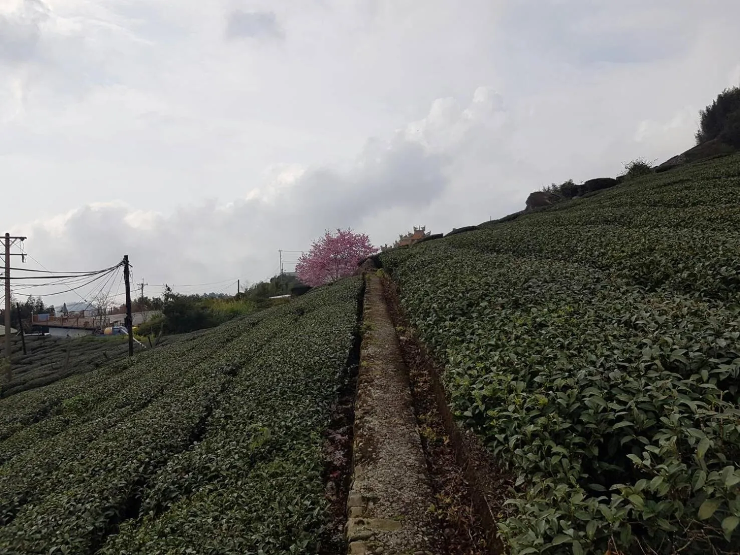 View (from property/room) in Ming Yang B&B