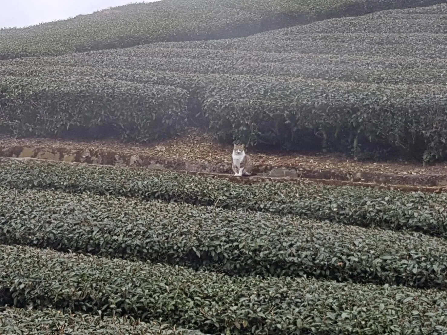 View (from property/room) in Ming Yang B&B