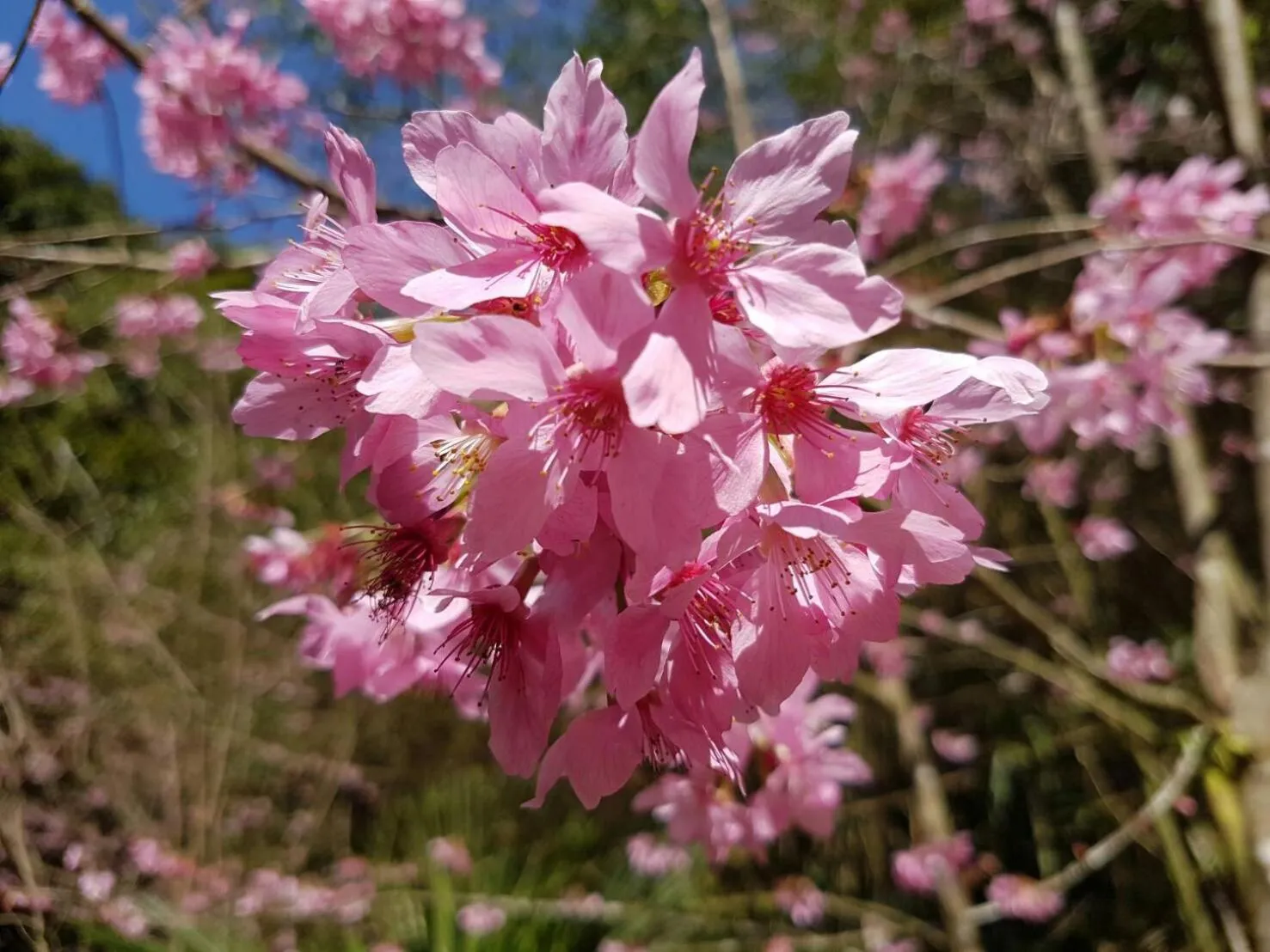 Spring in Ming Yang B&B