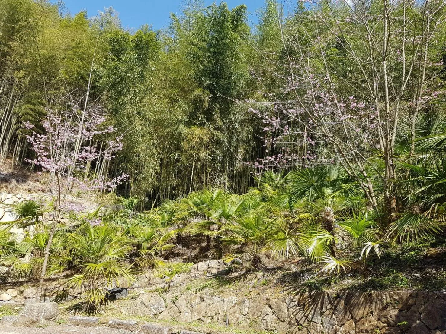 Spring in Ming Yang B&B