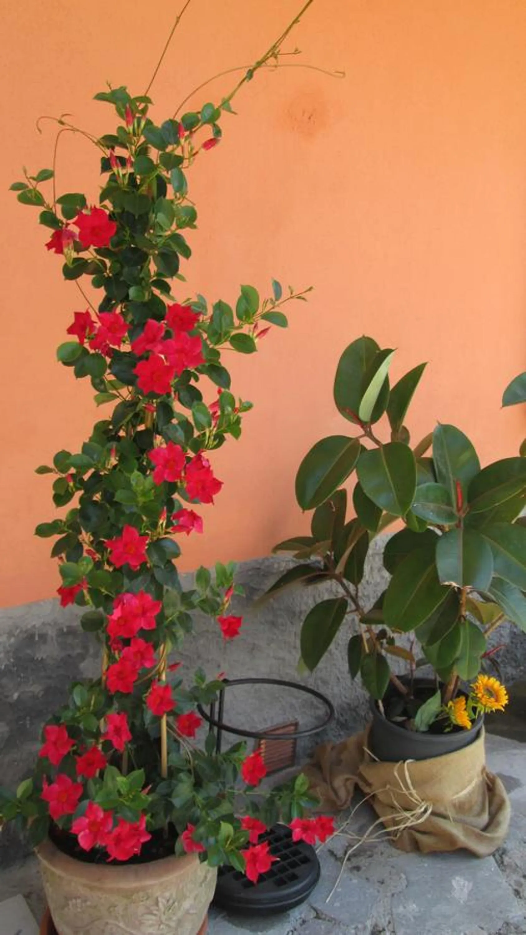 Floor plan in B&B Agorà Sarzana