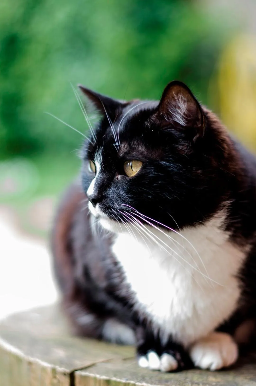 Pets in Calmancino delle Selve