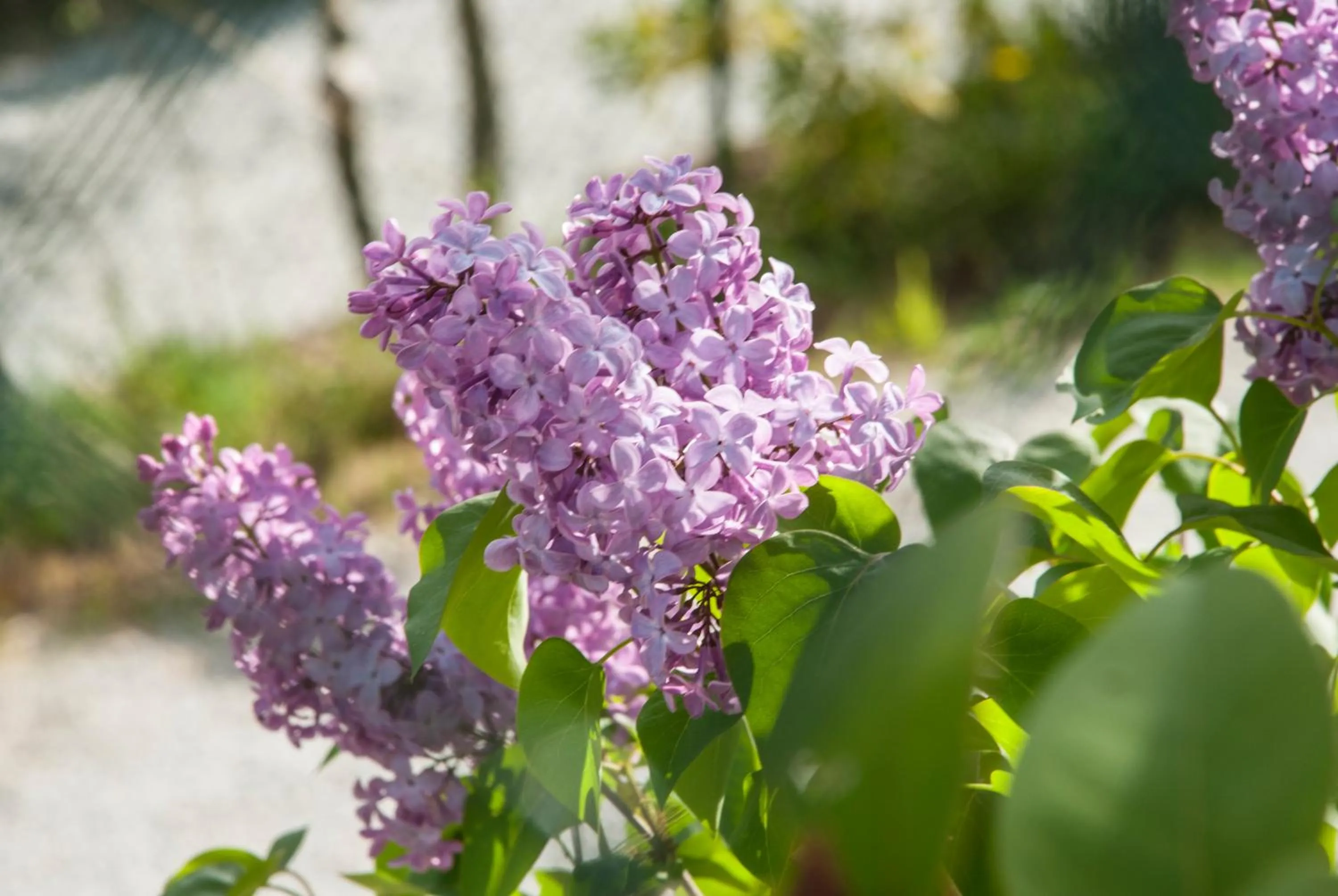 Garden in Calmancino delle Selve