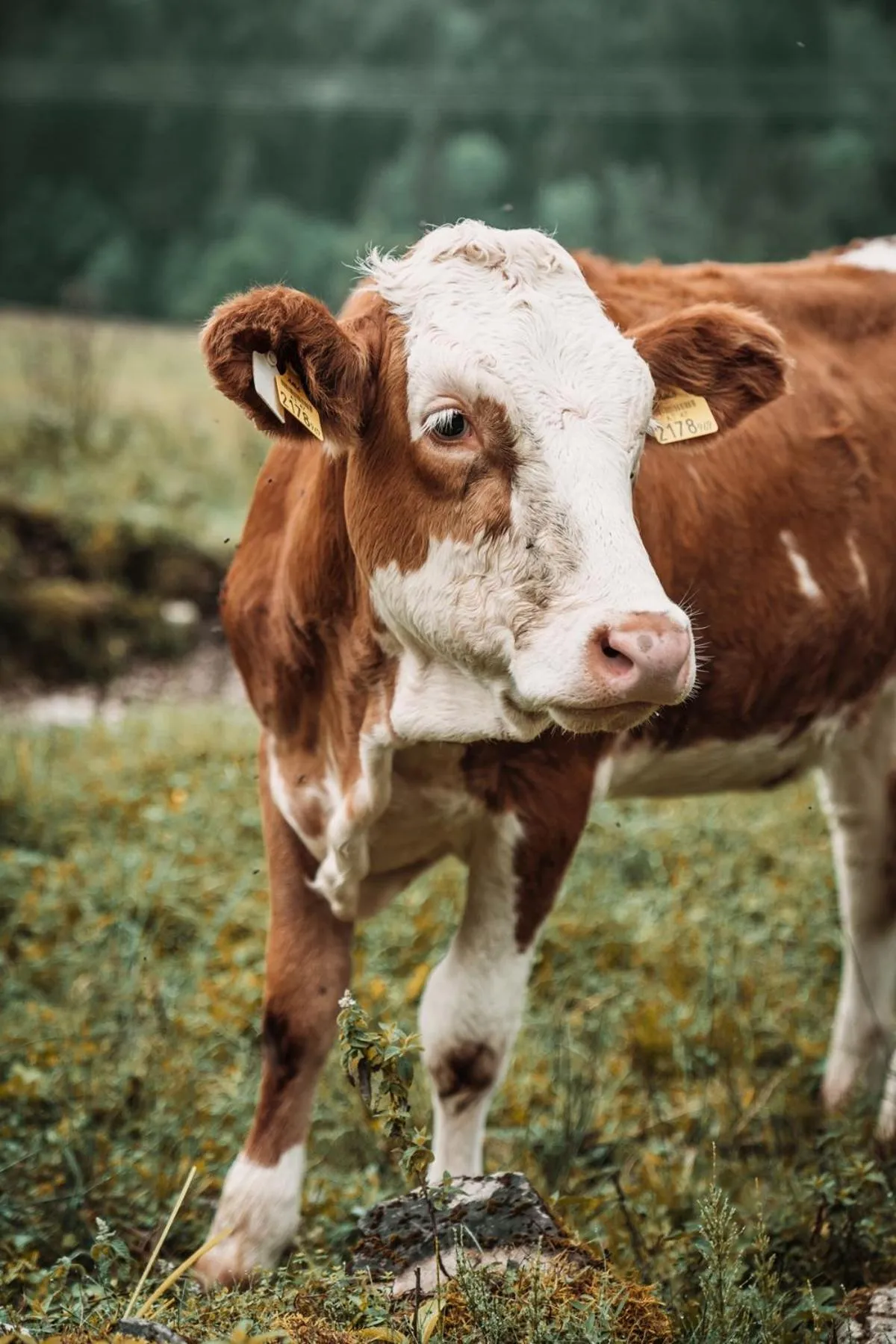 Natural landscape in Hotel Peter