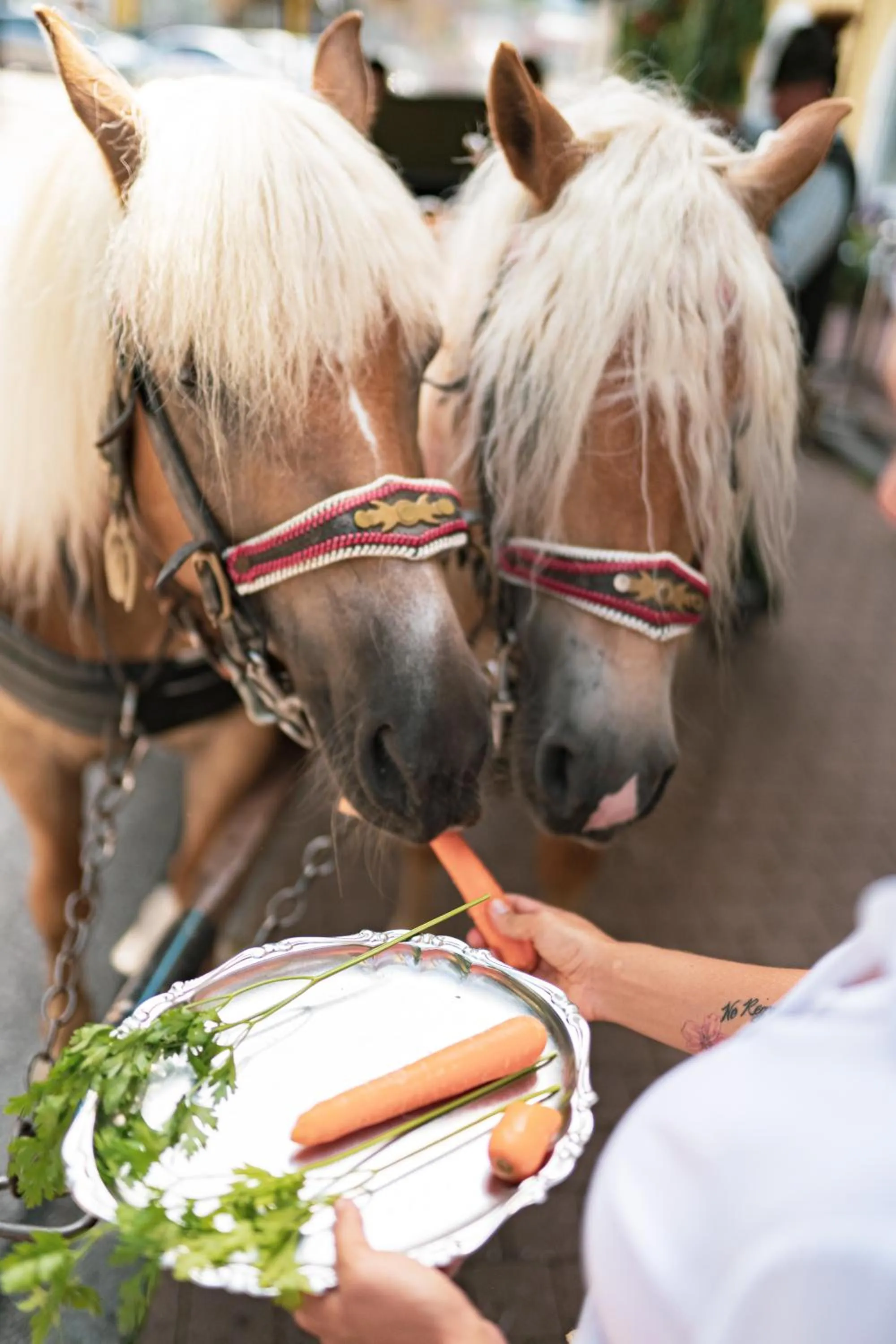 Activities in Hotel Peter