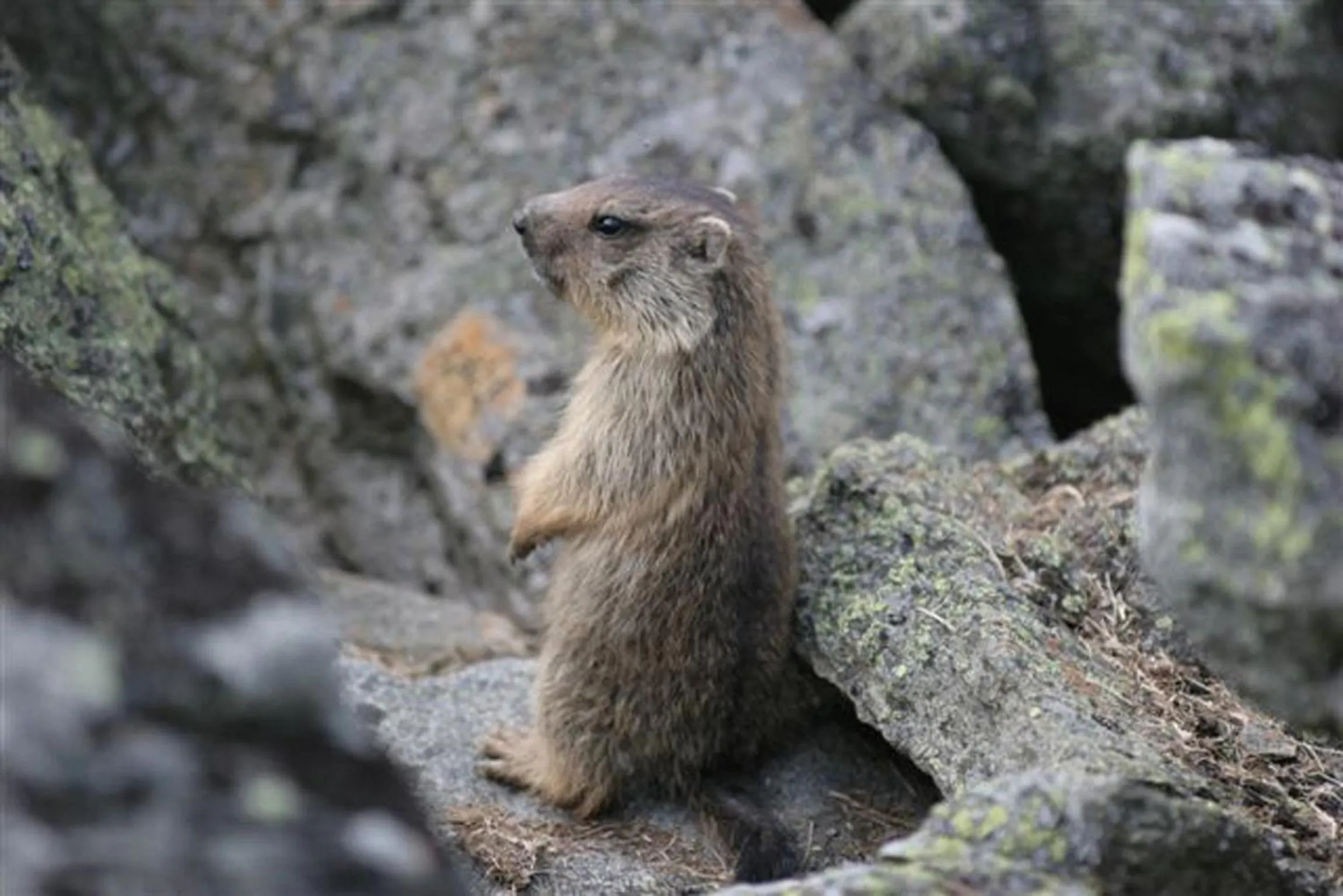Natural landscape in Hotel Falknerhof