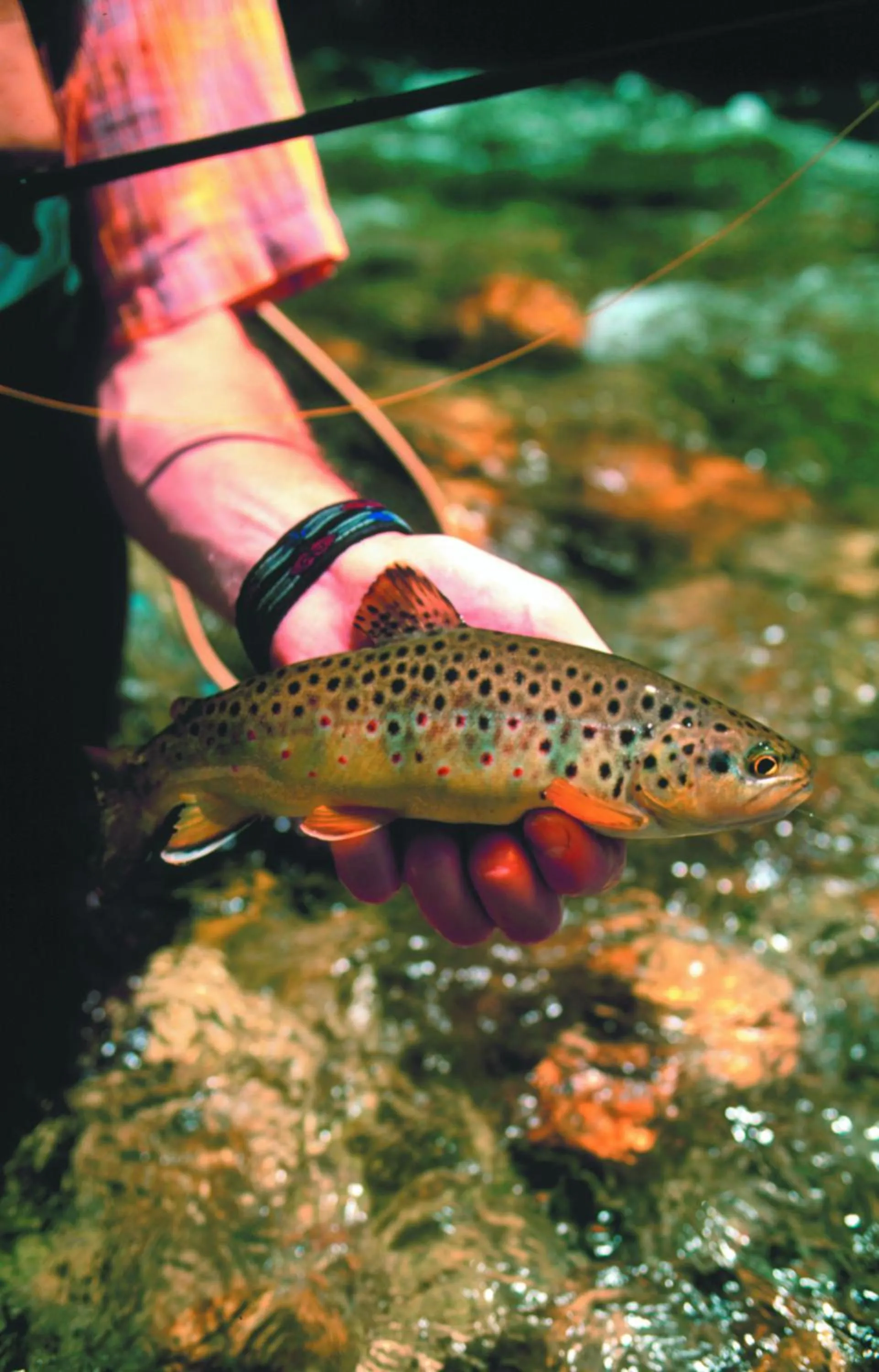 Summer in Hotel Falknerhof
