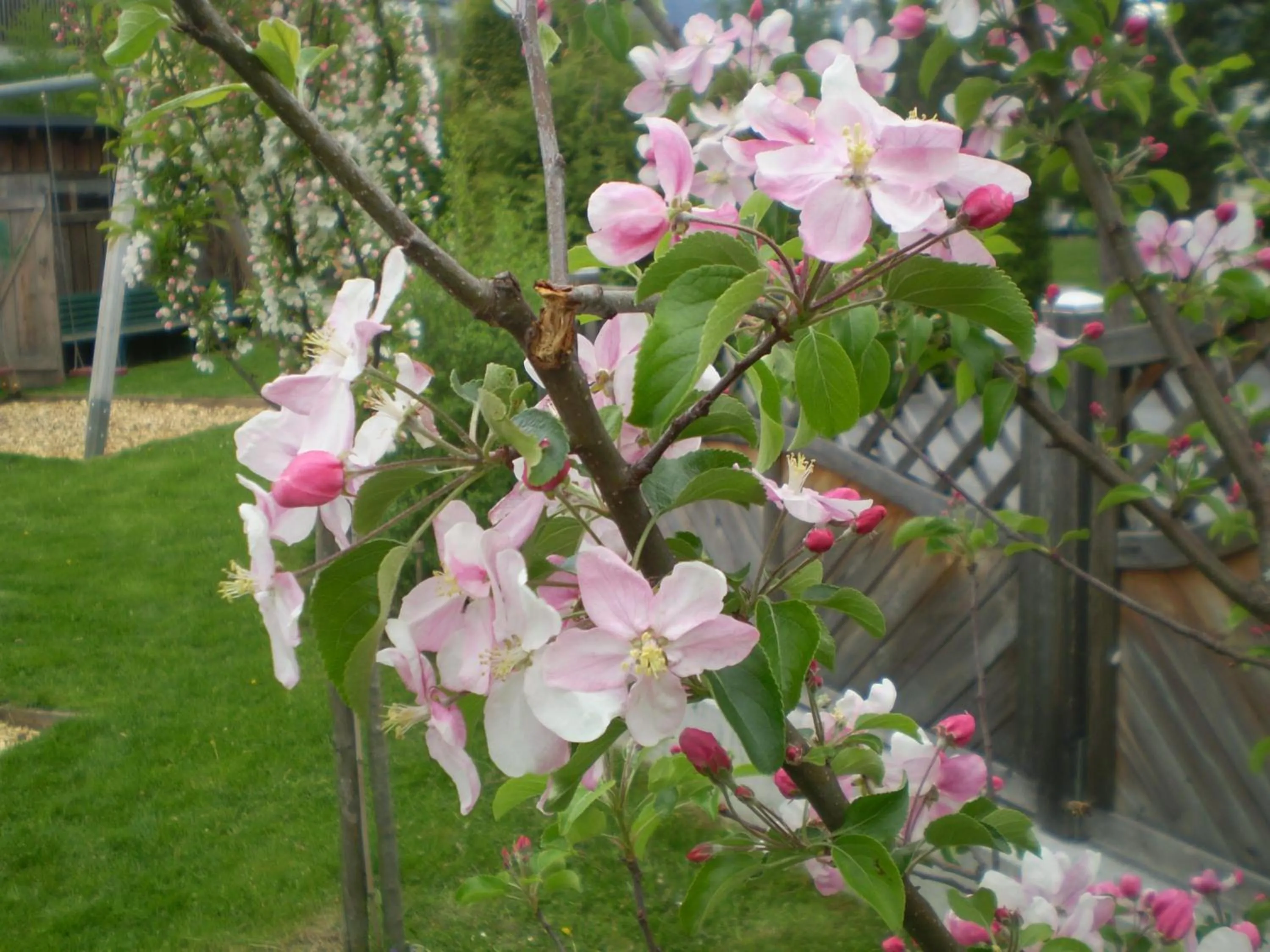 Garden view in Smaragdhotel Tauernblick