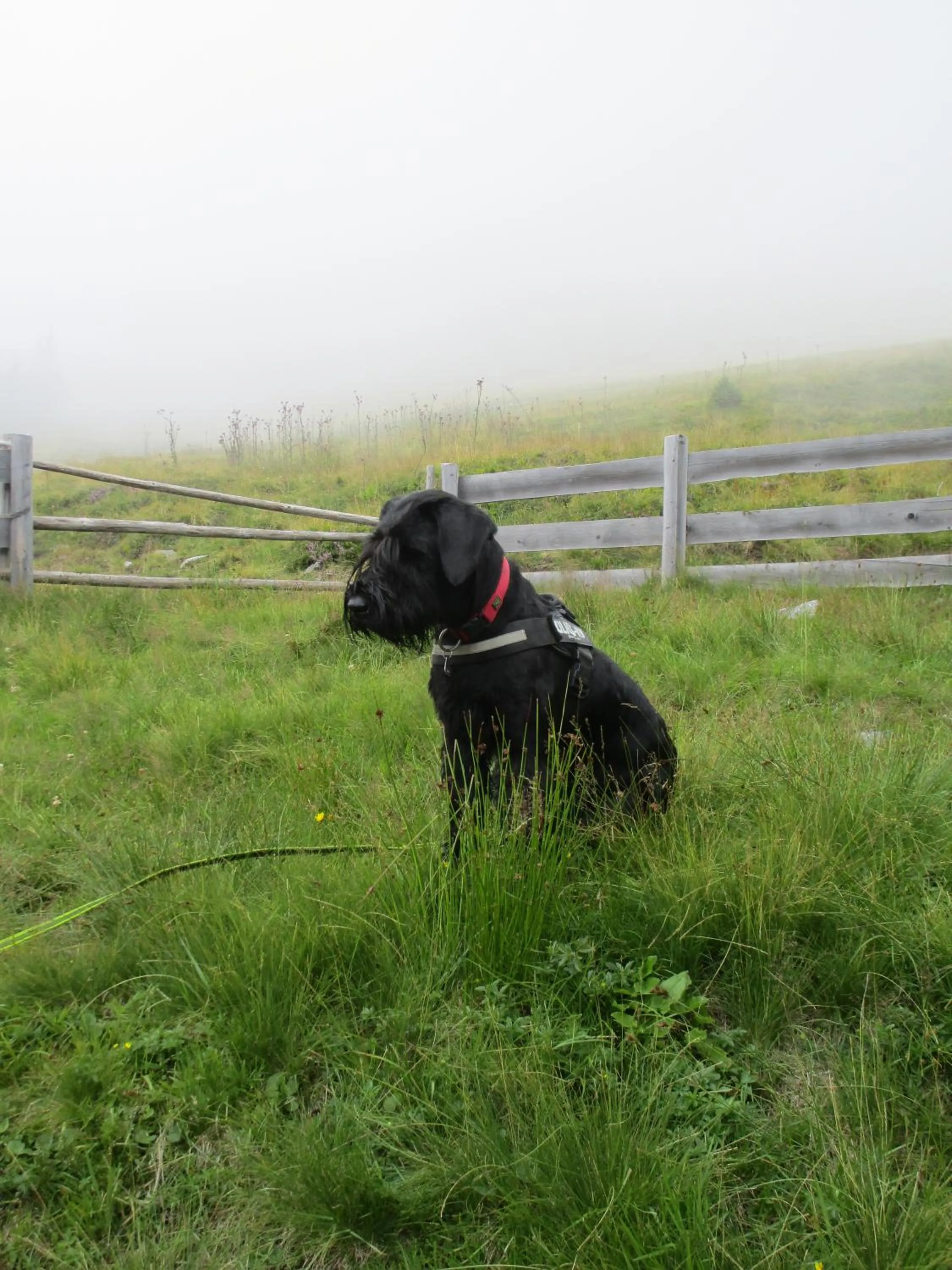 Pets in Smaragdhotel Tauernblick