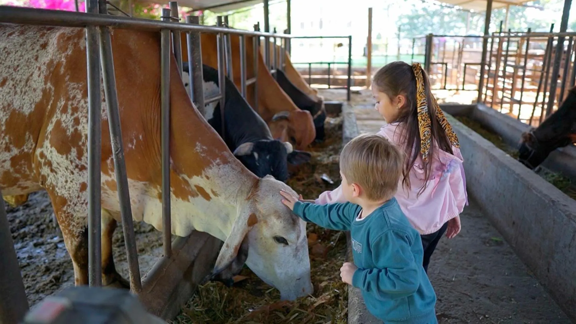 Animals in Hotel Campestre El Triunfo