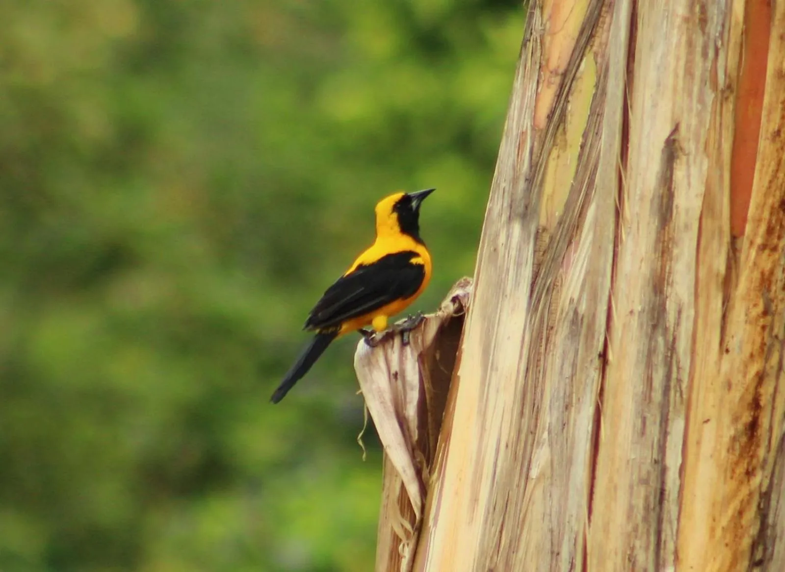 Natural landscape in Hotel Campestre El Triunfo