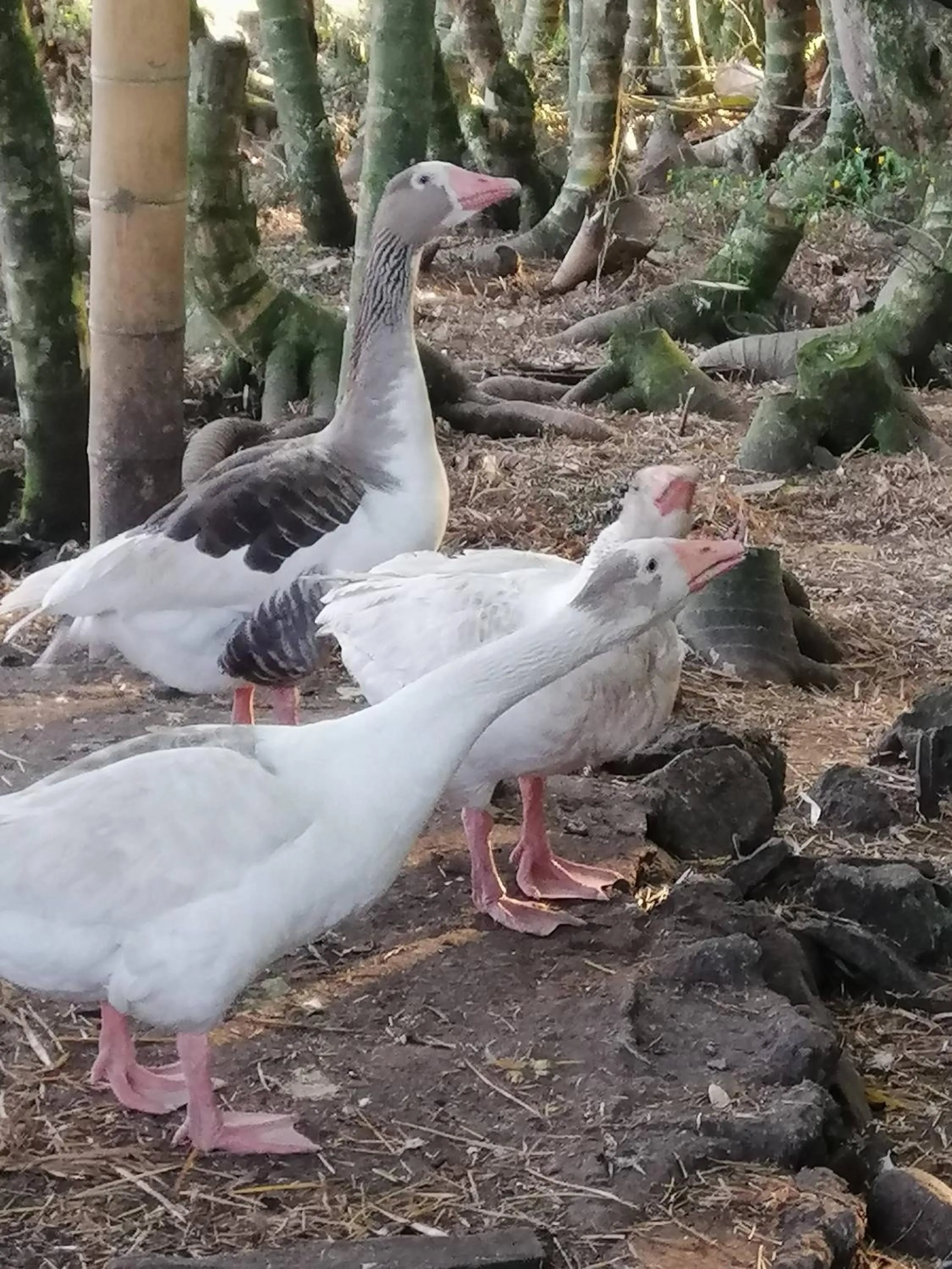 Animals in Hotel Campestre El Triunfo