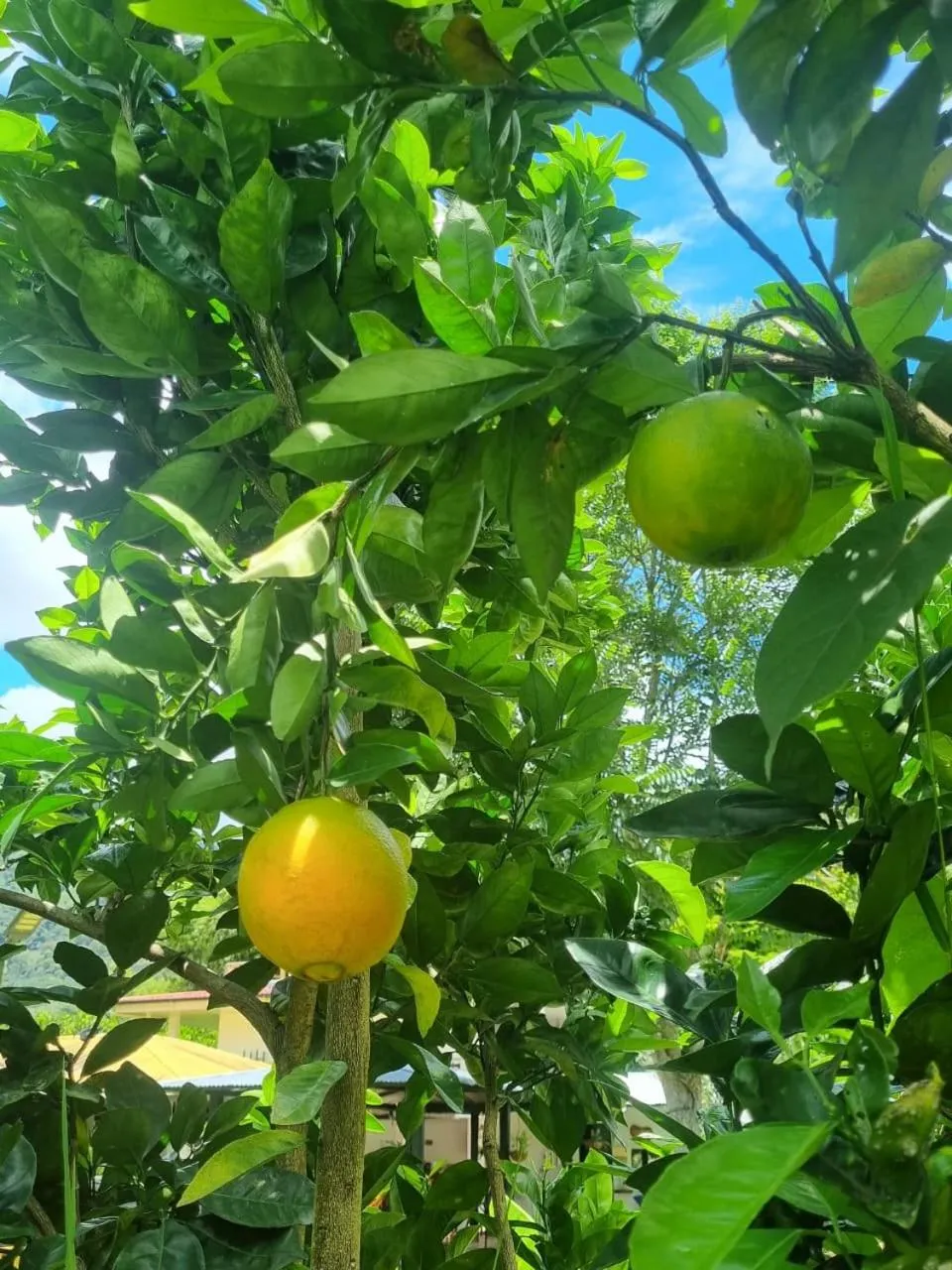 Food in Hotel Campestre El Triunfo