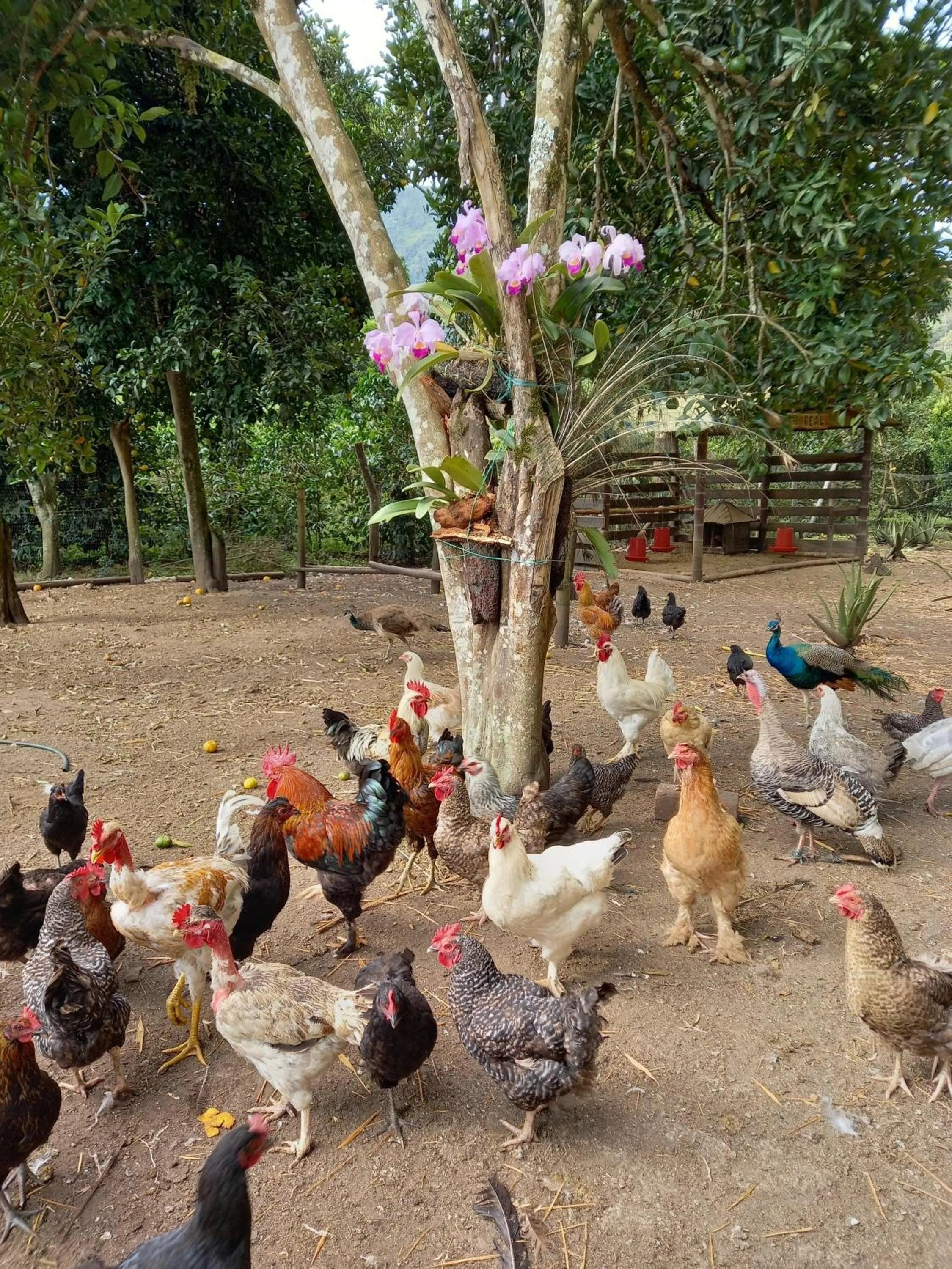 Animals in Hotel Campestre El Triunfo