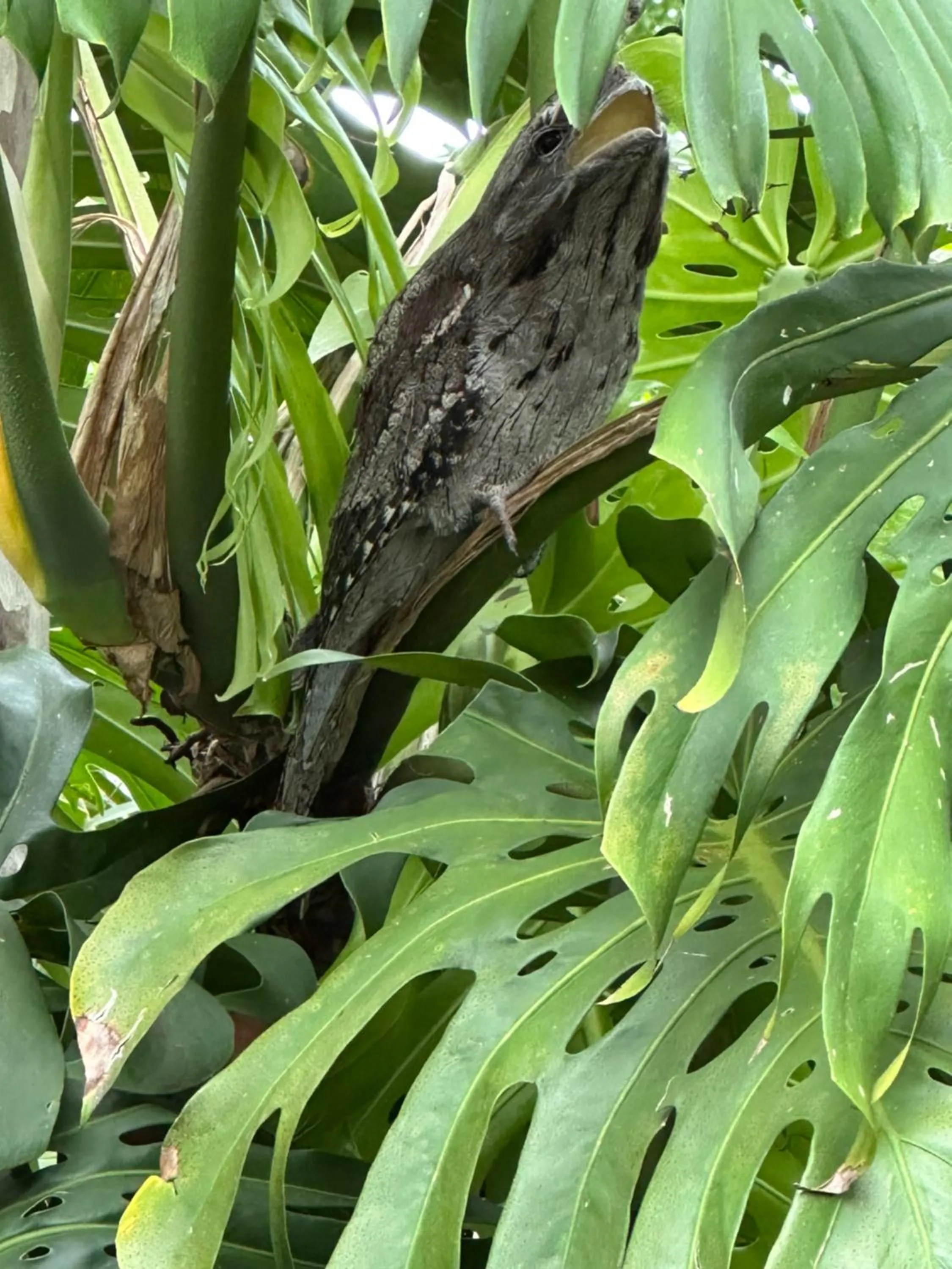 Animals in Palm Beach Bed & Breakfast