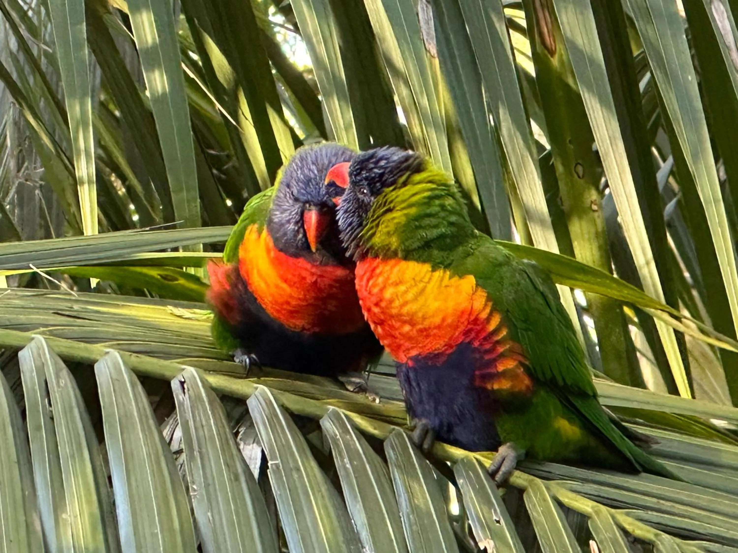 Animals in Palm Beach Bed & Breakfast