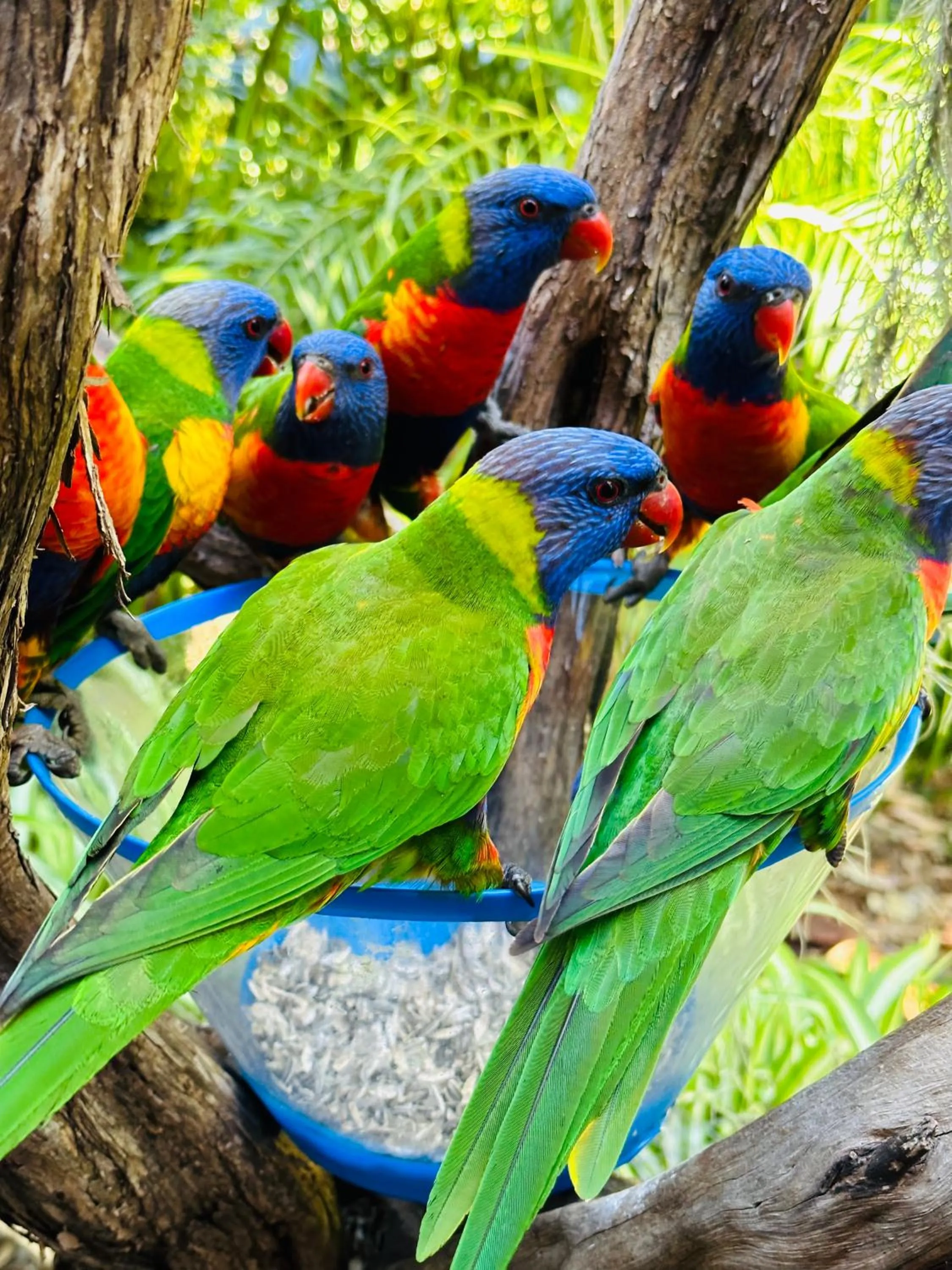 Animals in Palm Beach Bed & Breakfast