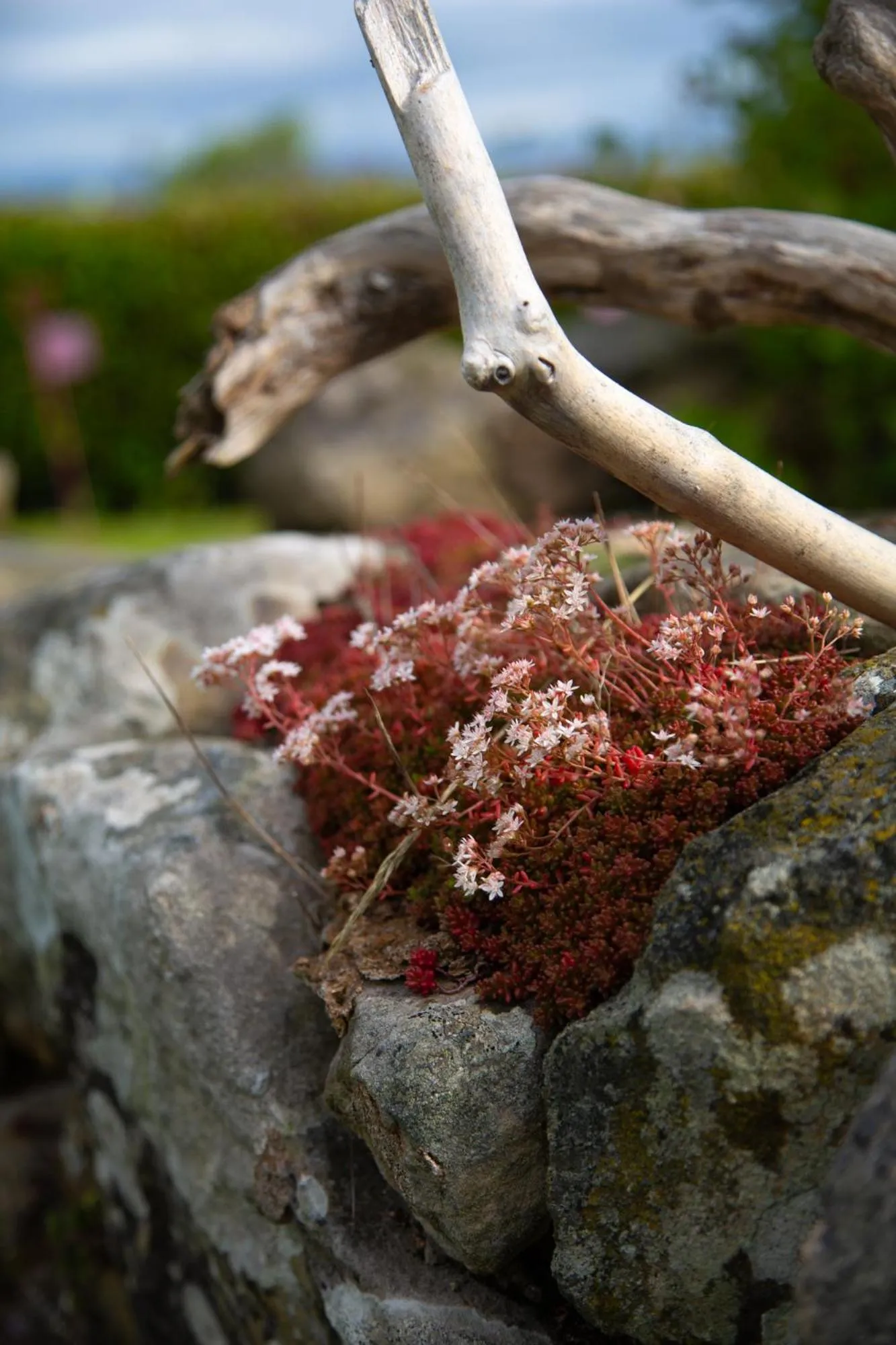 Balmungo Cottage B&B