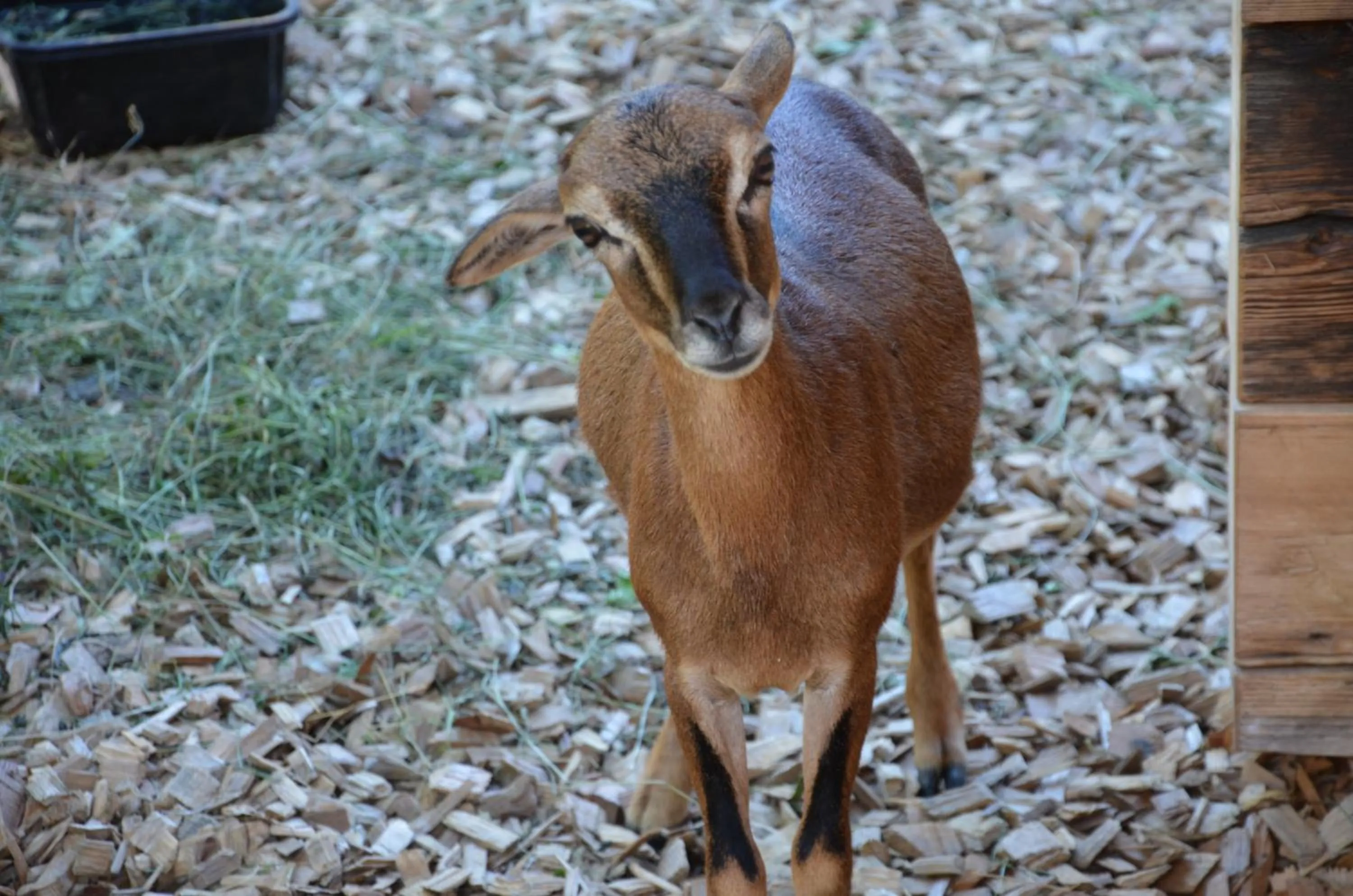 Animals in Hotel Guggenberger