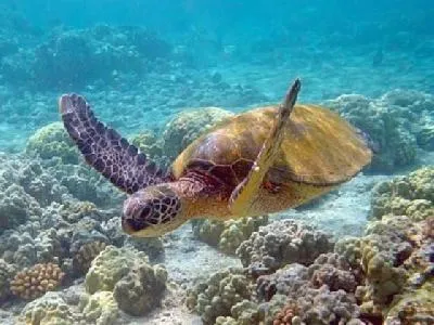 Snorkeling in Loft da Prainha