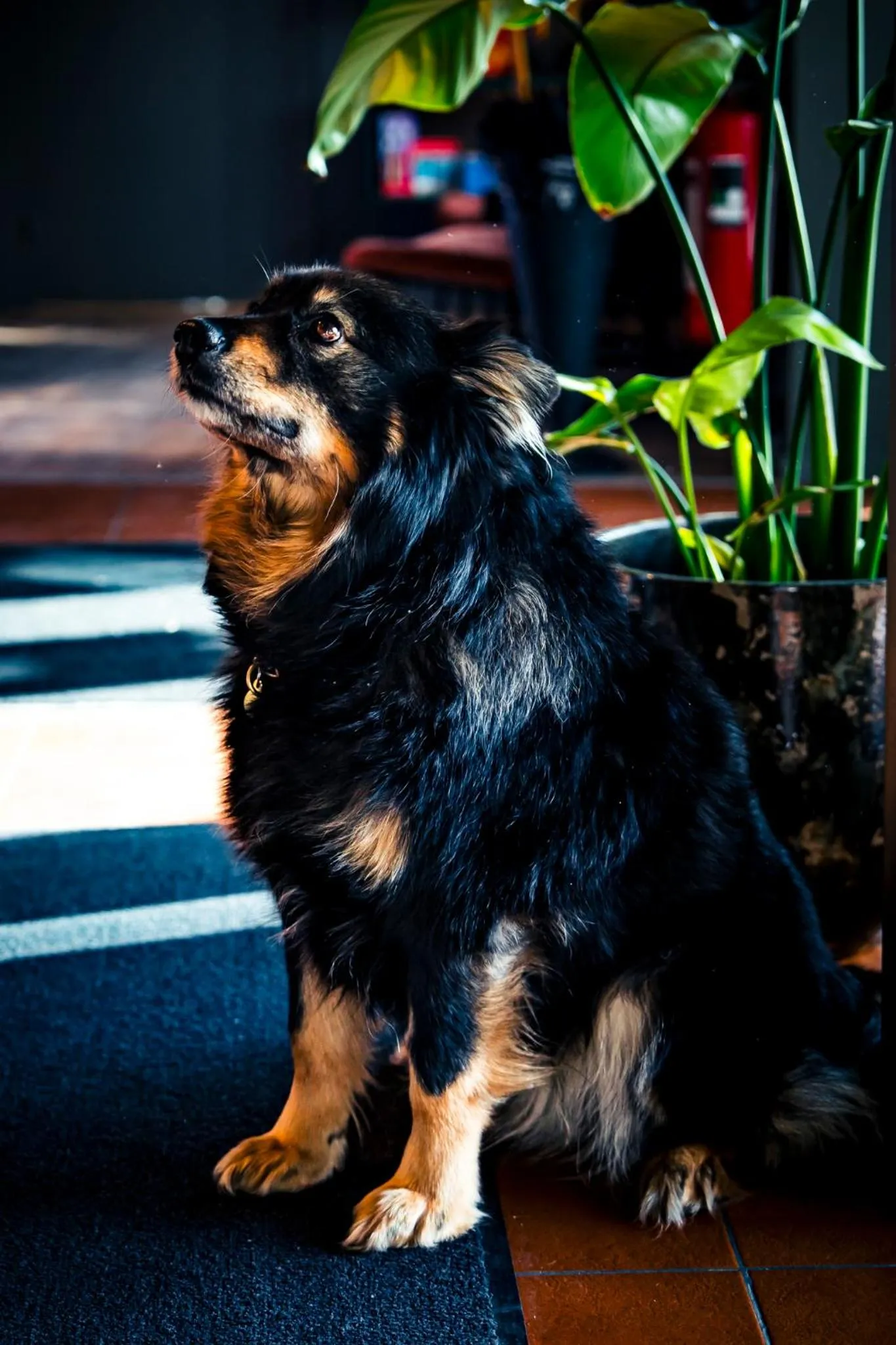 Animals in Best Western Hotel Botnia