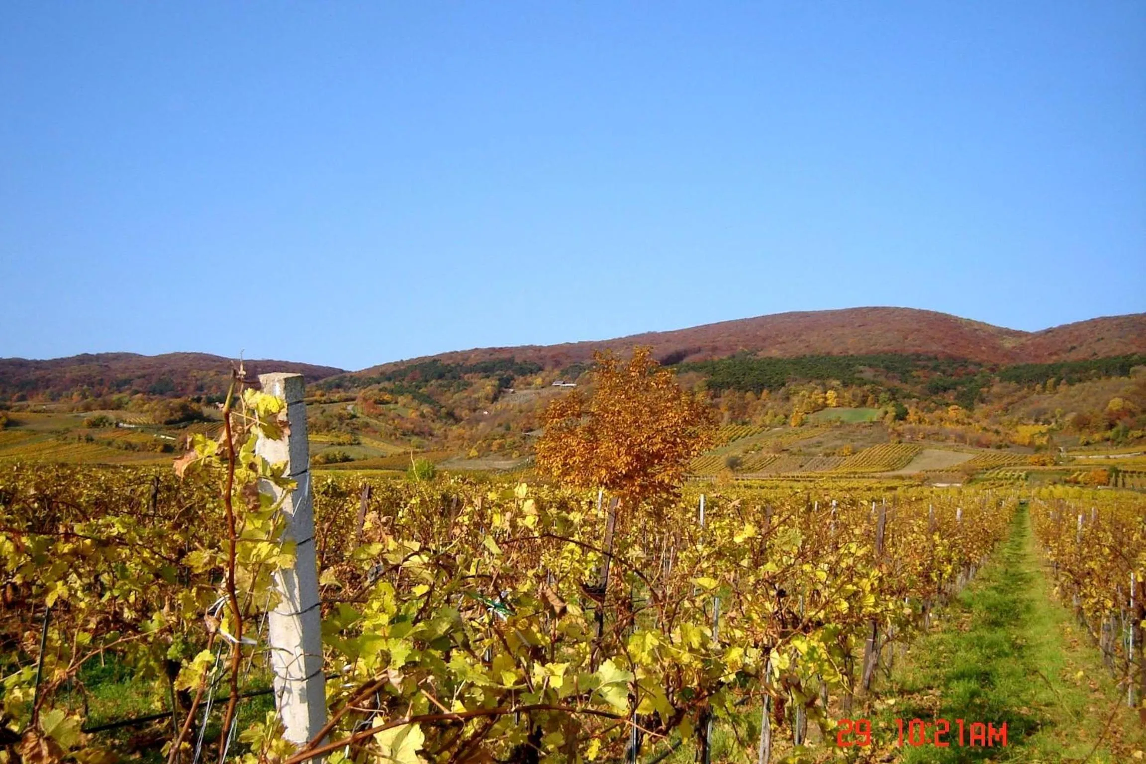 Natural landscape in Winzerhotel Gumpoldskirchen