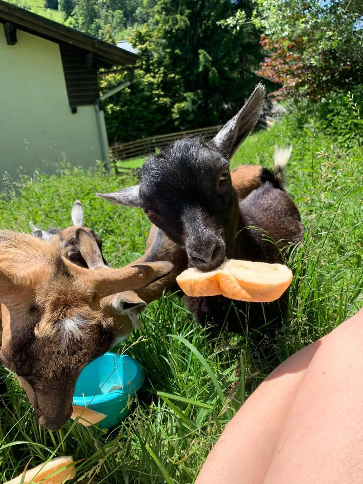 Animals in Hotel Wagrainerhof