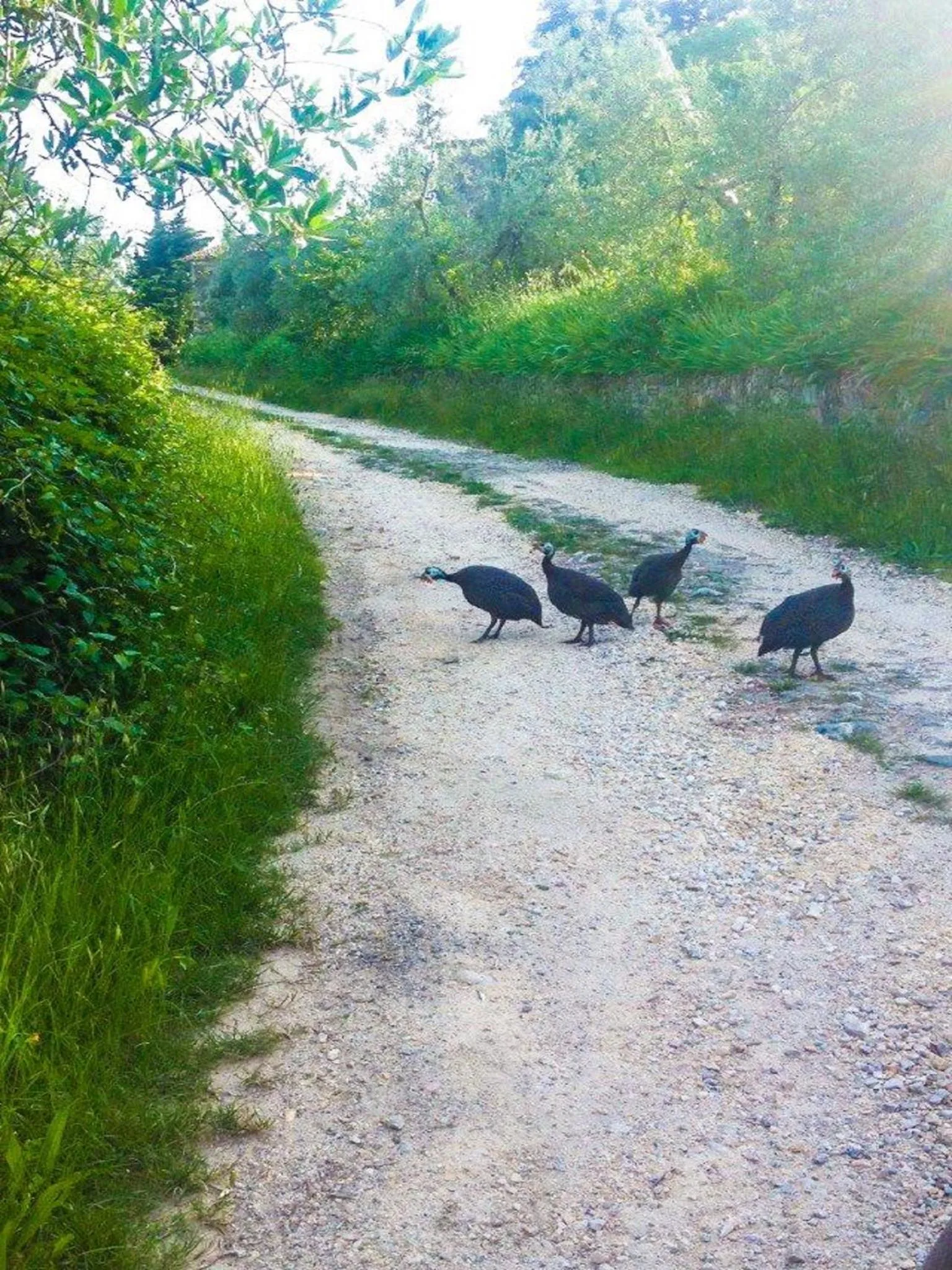 Animals in Agriturismo Villa Dauphiné