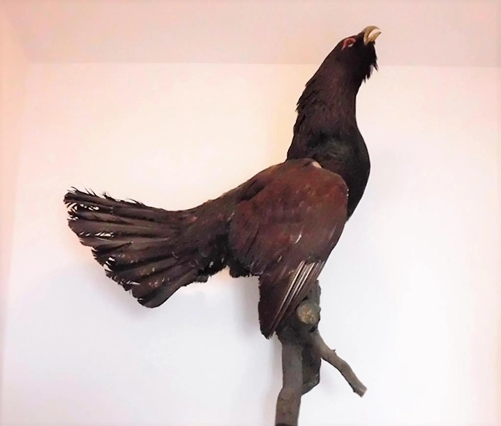 Animals in Premium-Ferienwohnungen Bergblick im Haus Hopfe