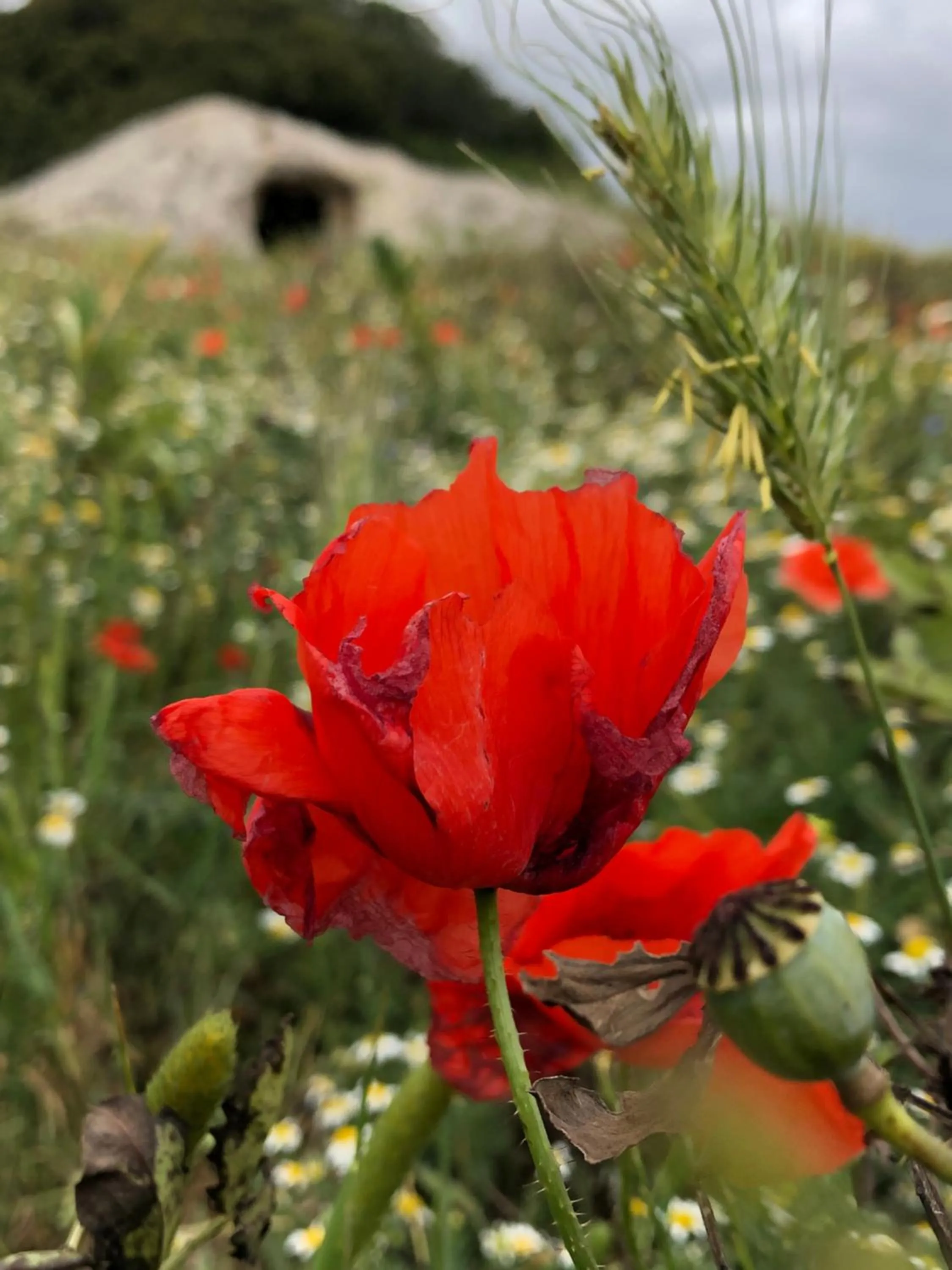Natural landscape in B&B Daddanca