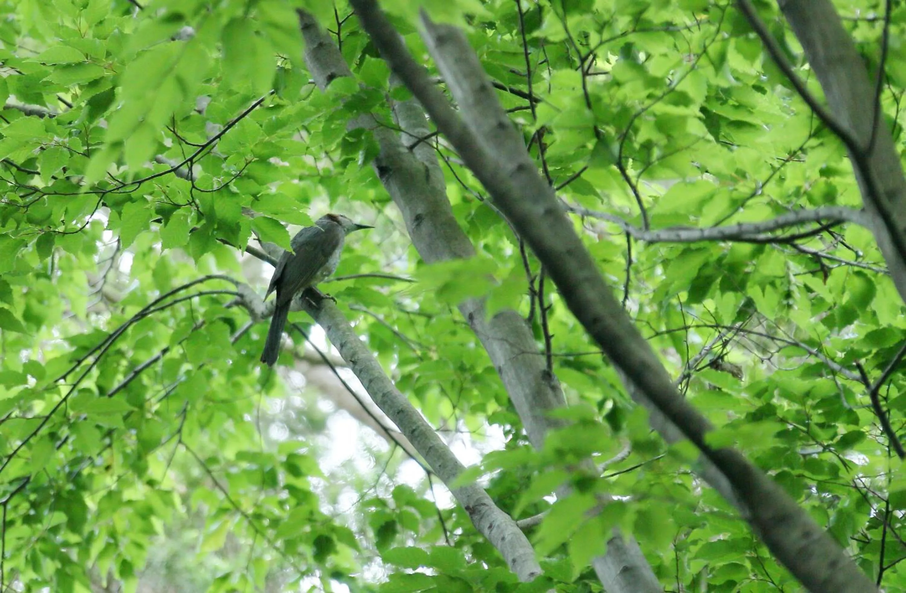 Animals in Tsuganoki