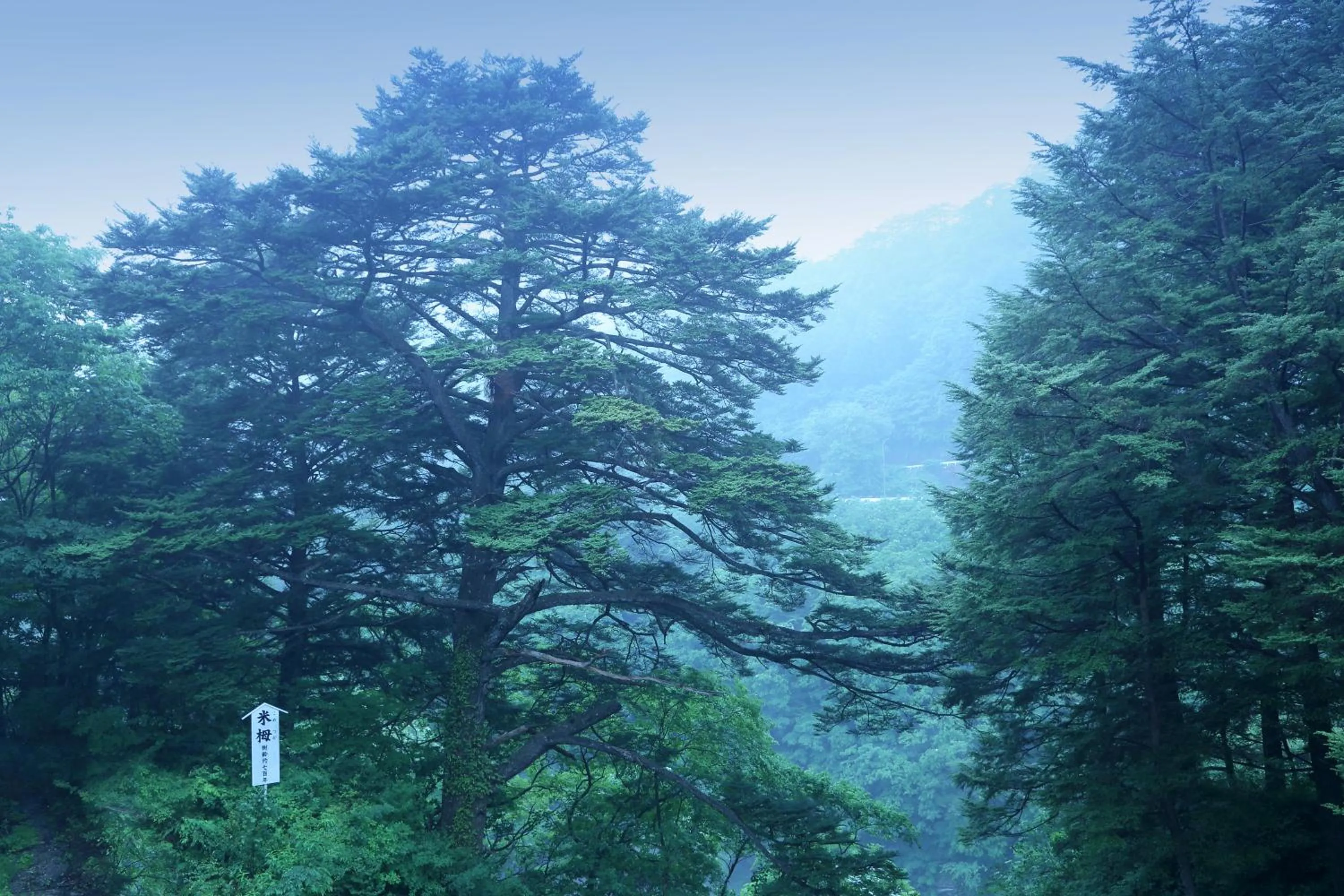 Natural landscape in Tsuganoki