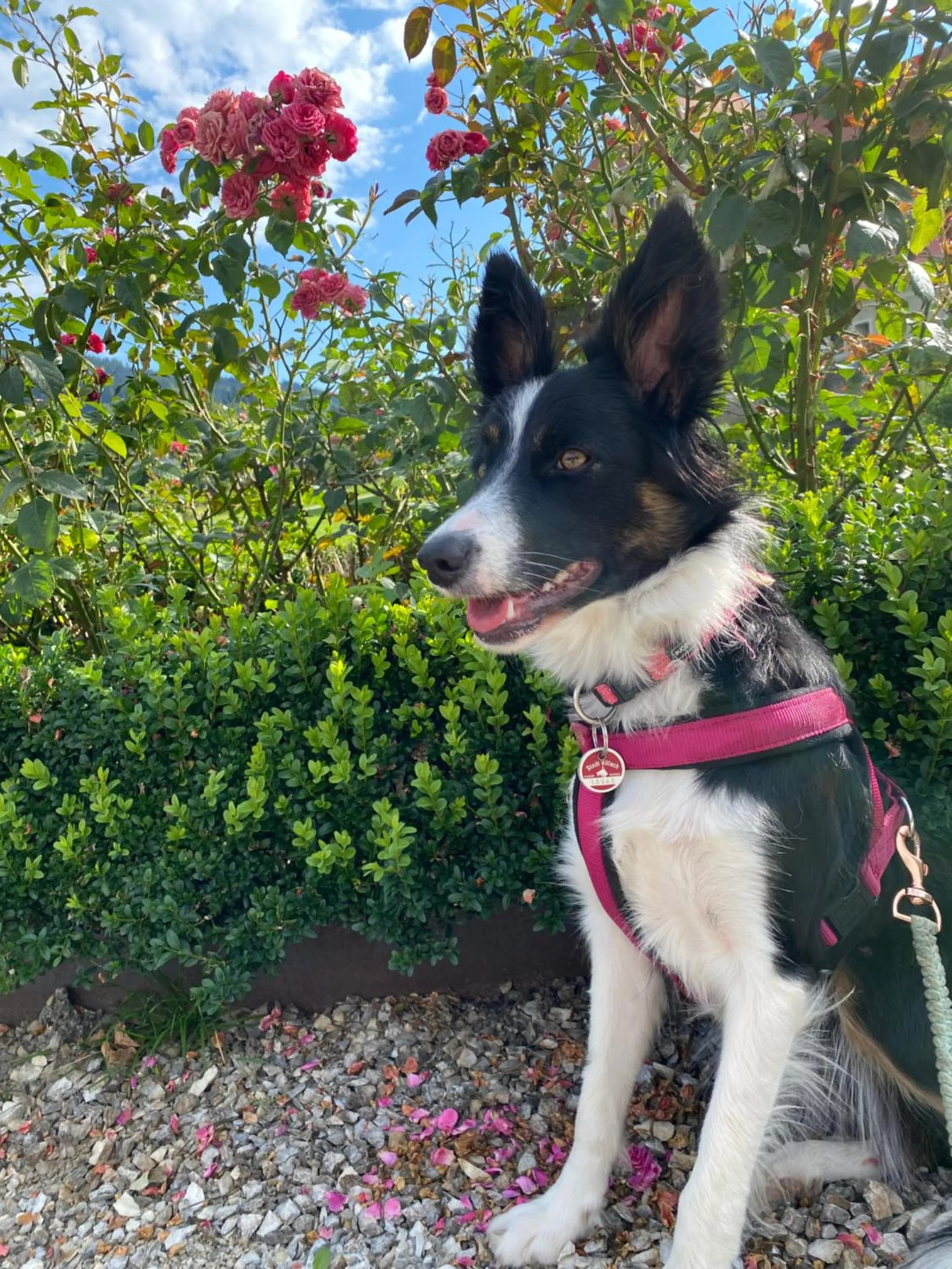 Pets in Hotel Garni Sohler