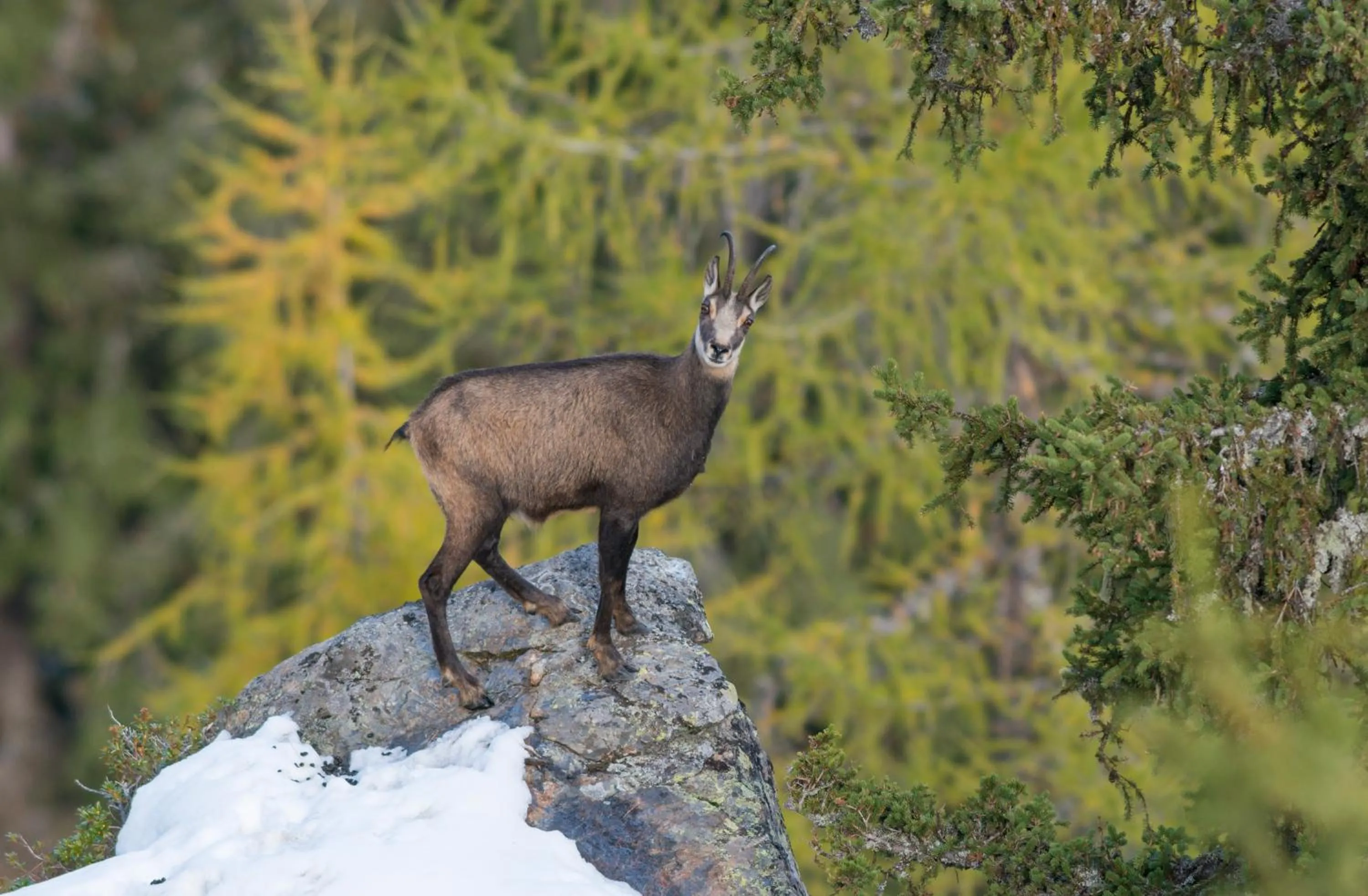 Animals in Am Dorfplatz Suites - Adults friendly