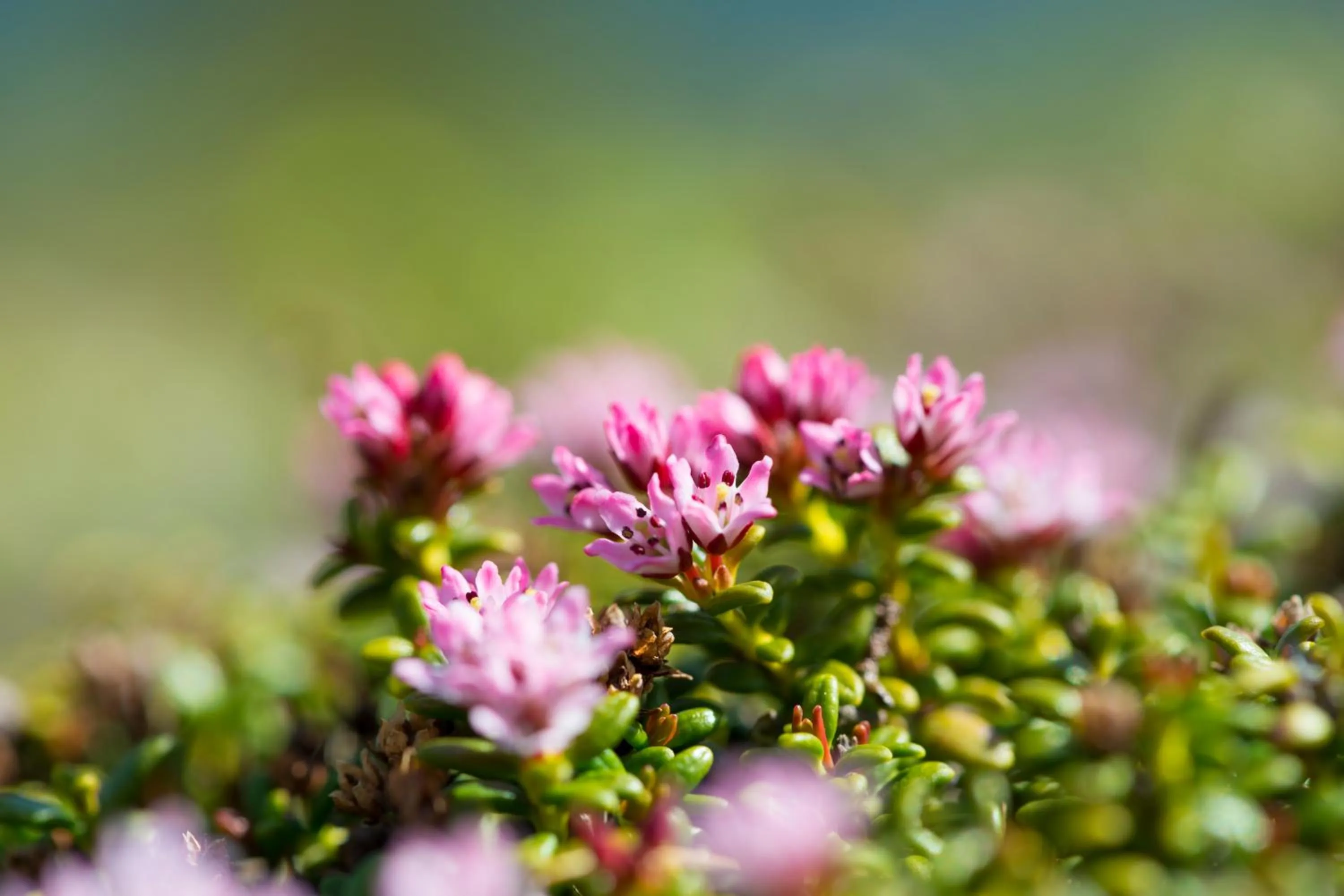 Natural landscape in Am Dorfplatz Suites - Adults friendly