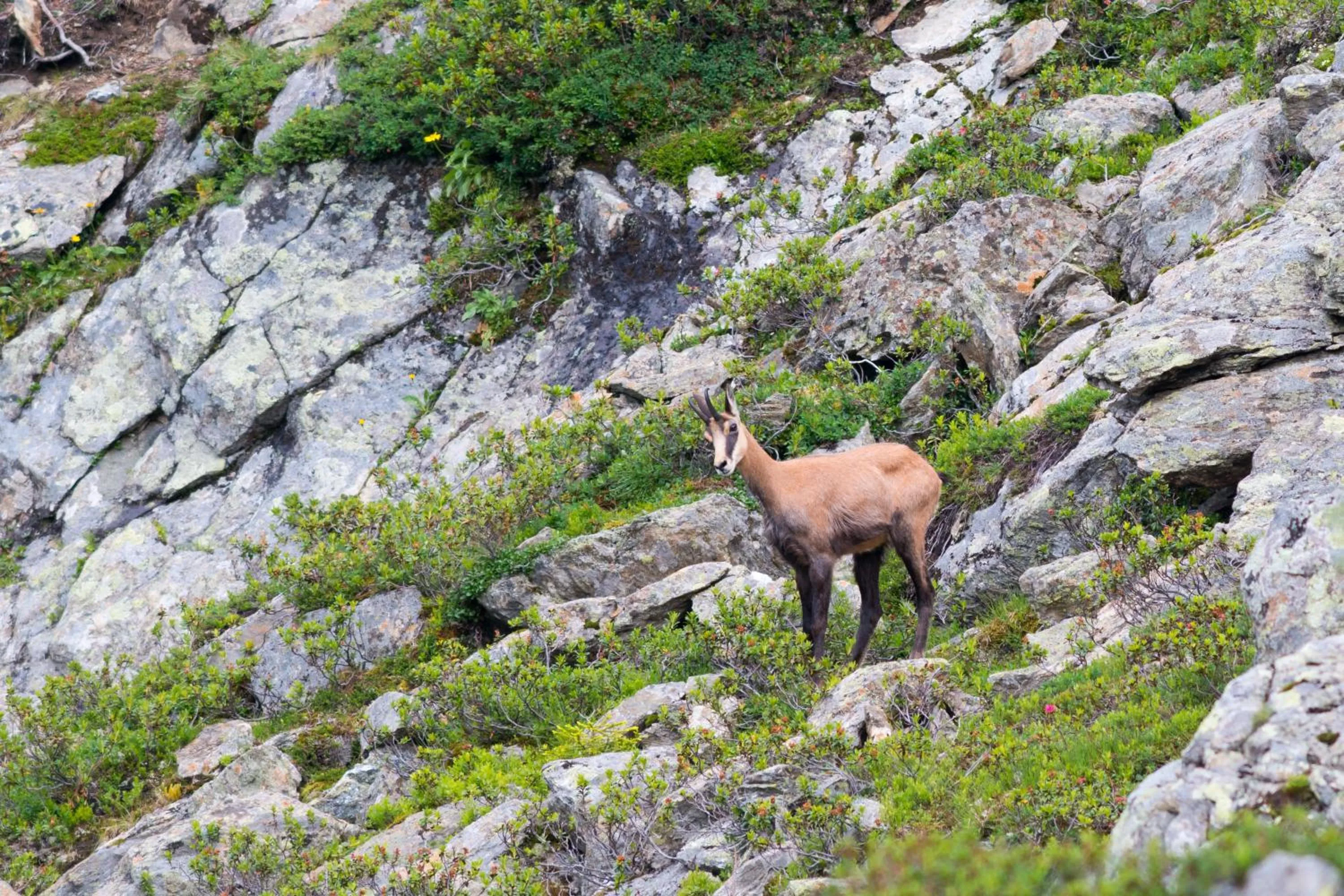 Animals in Am Dorfplatz Suites - Adults friendly