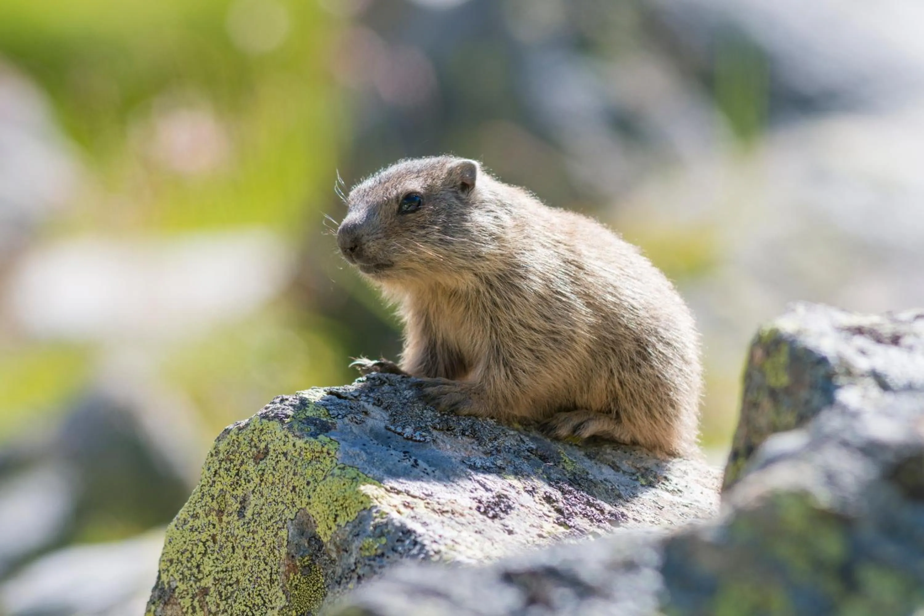 Animals in Am Dorfplatz Suites - Adults friendly