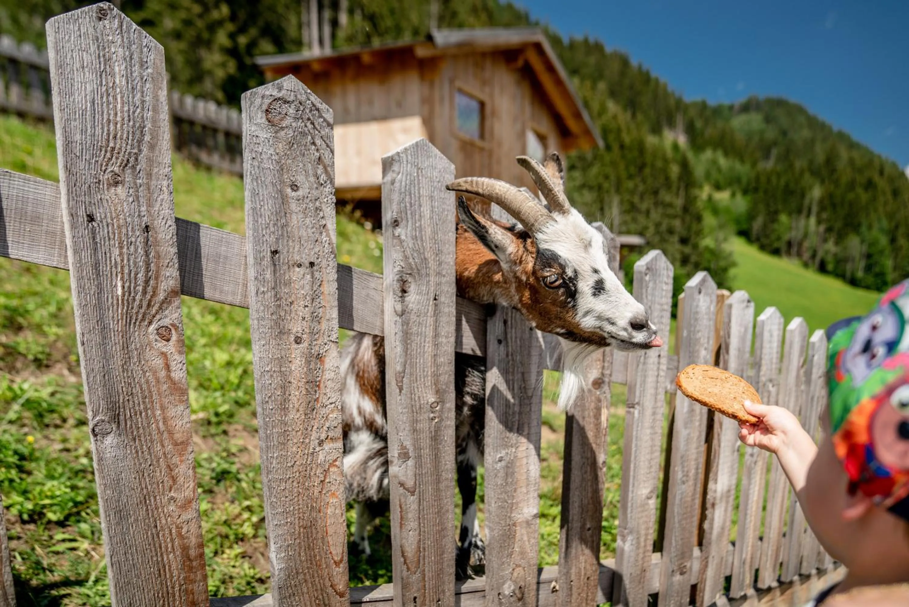 Animals in Hotel Sonnschupfer