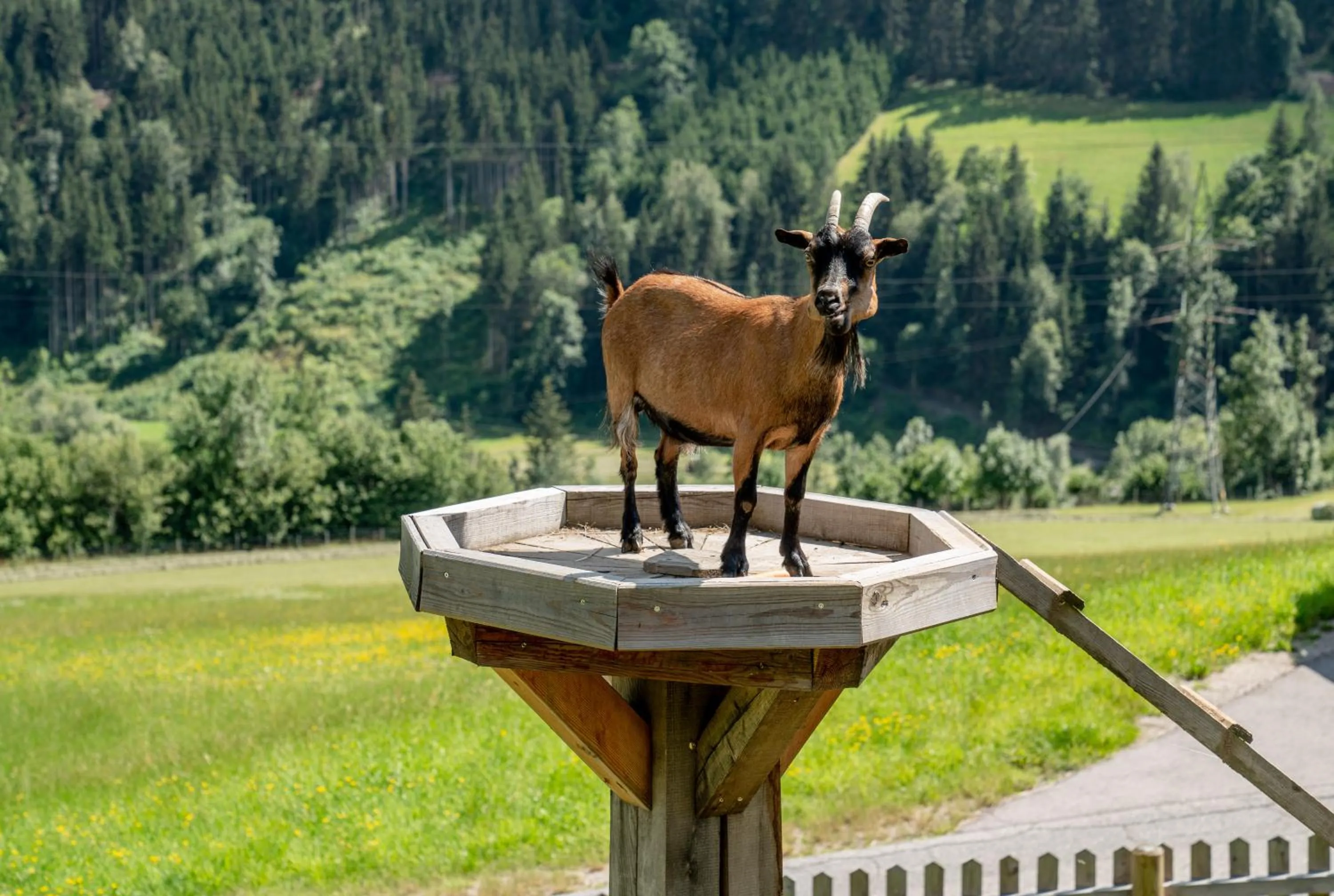 Animals in Hotel Sonnschupfer