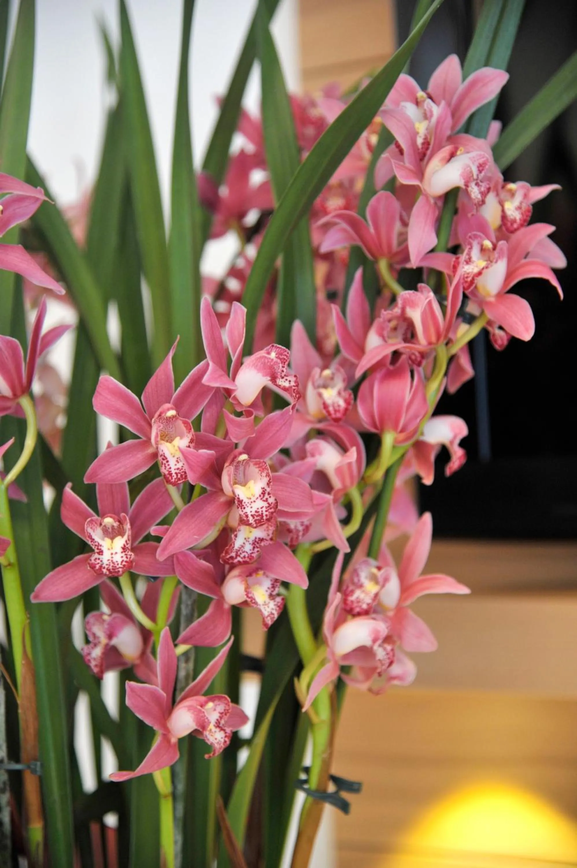 Restaurant/places to eat in Hotel Sonnschupfer