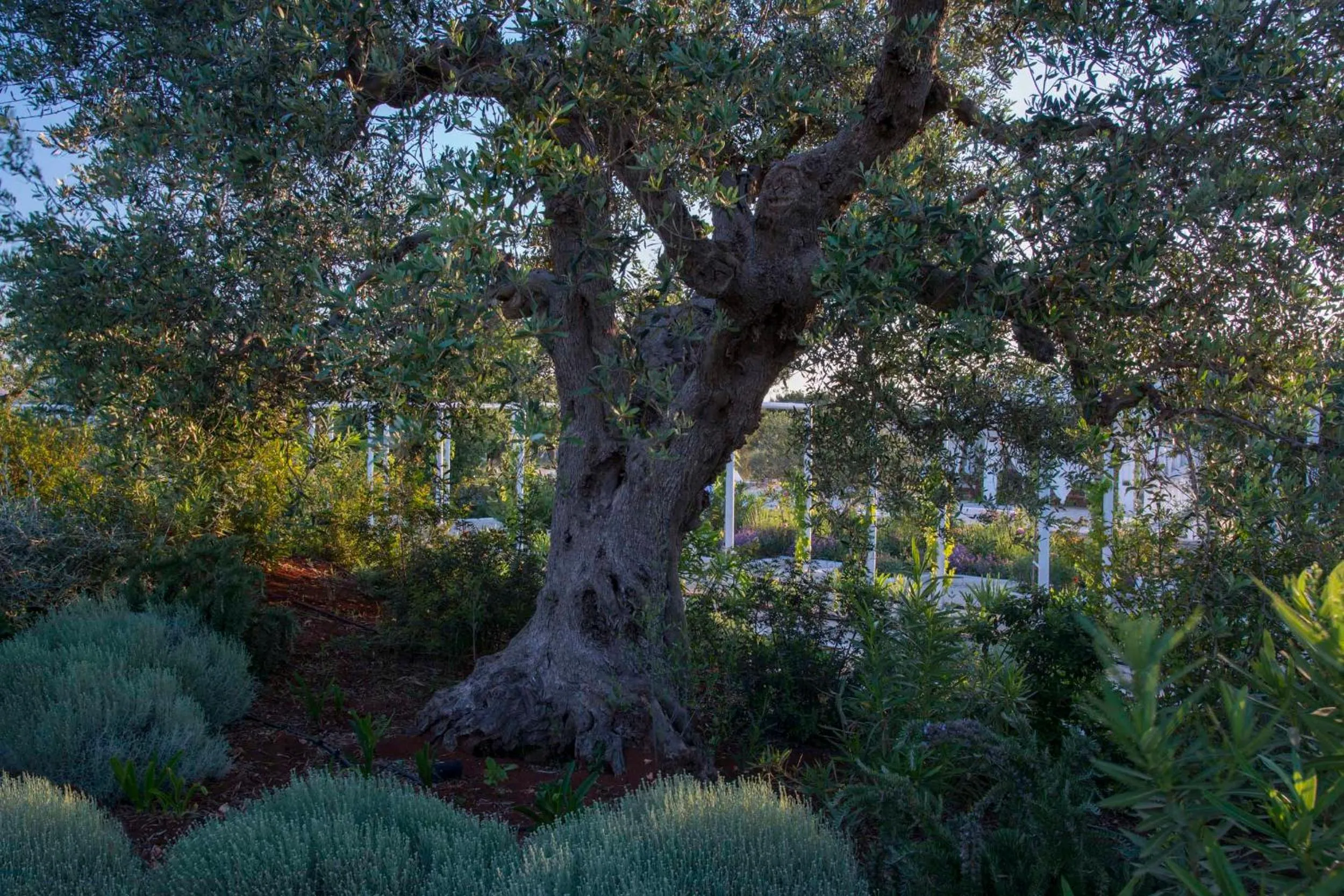 Spring in Tenuta del Lauro