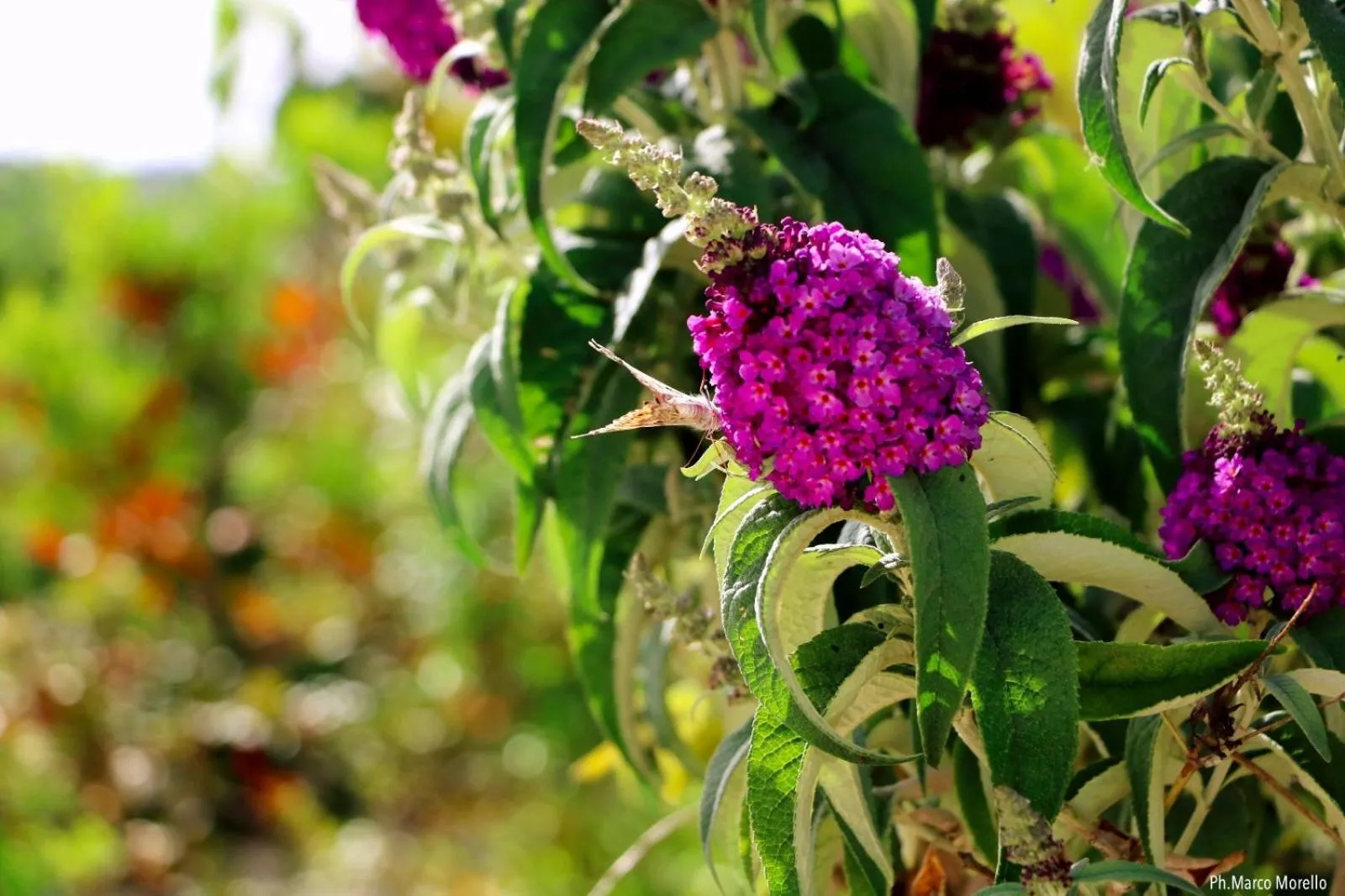 Day in Tenuta del Lauro
