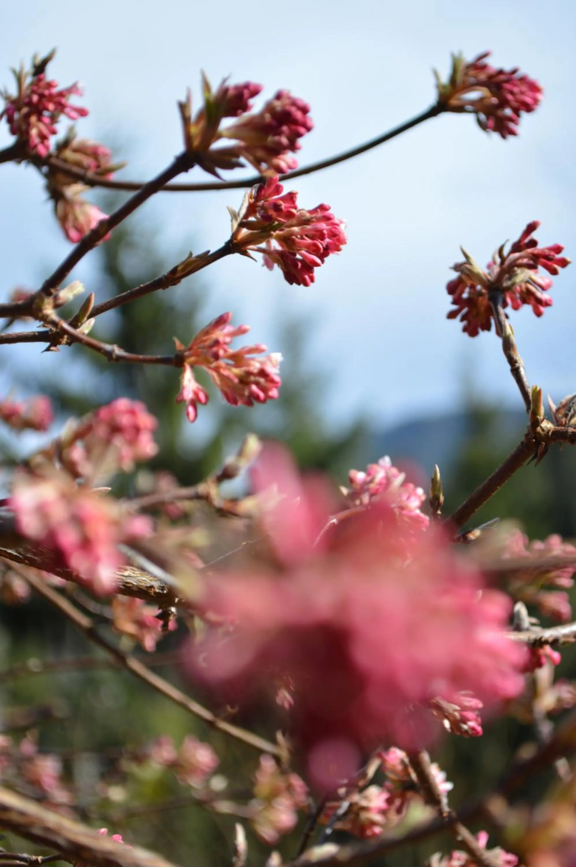 Garden view in Landidyll-Hotel Nudelbacher