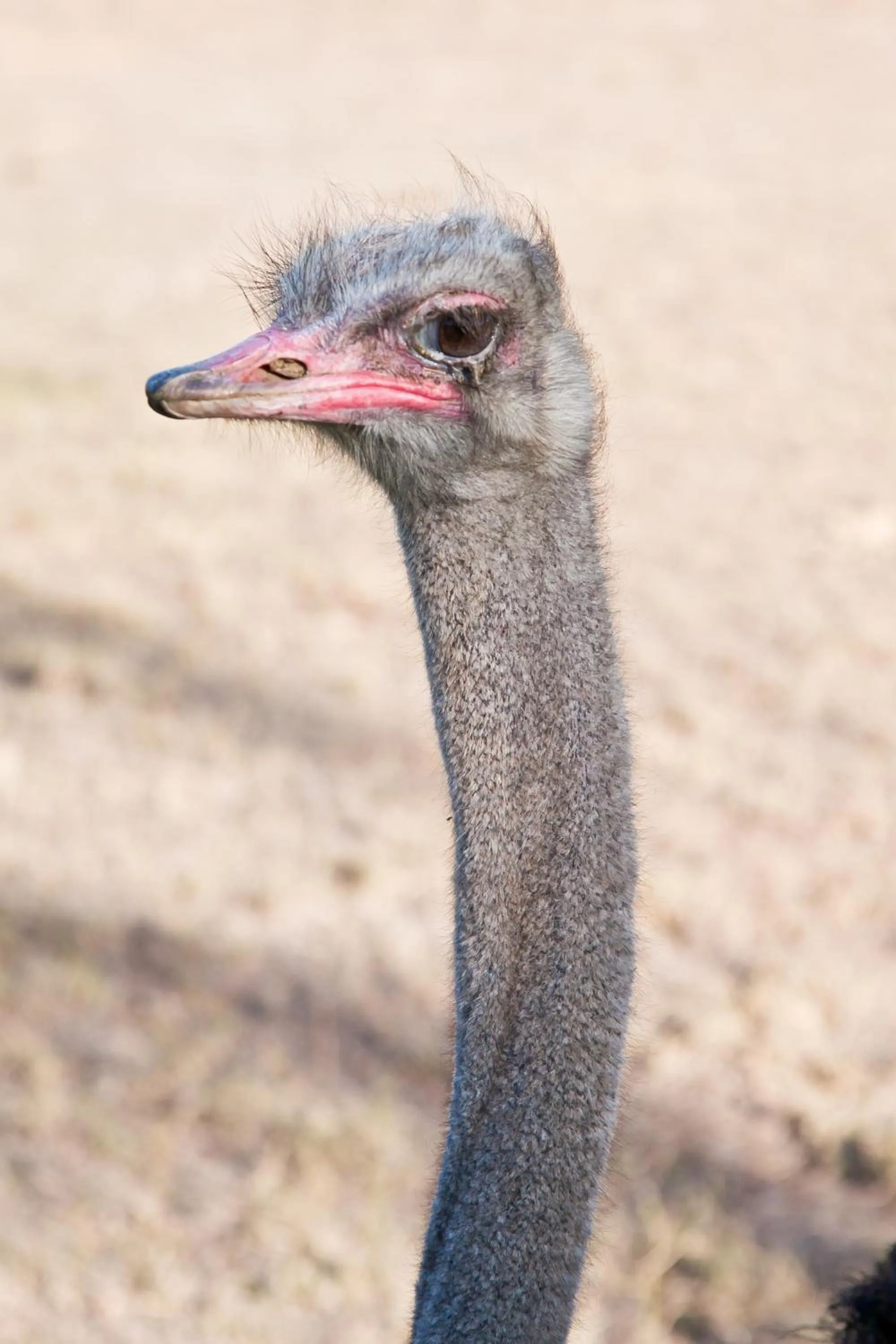 Garden in Oue Werf Country House