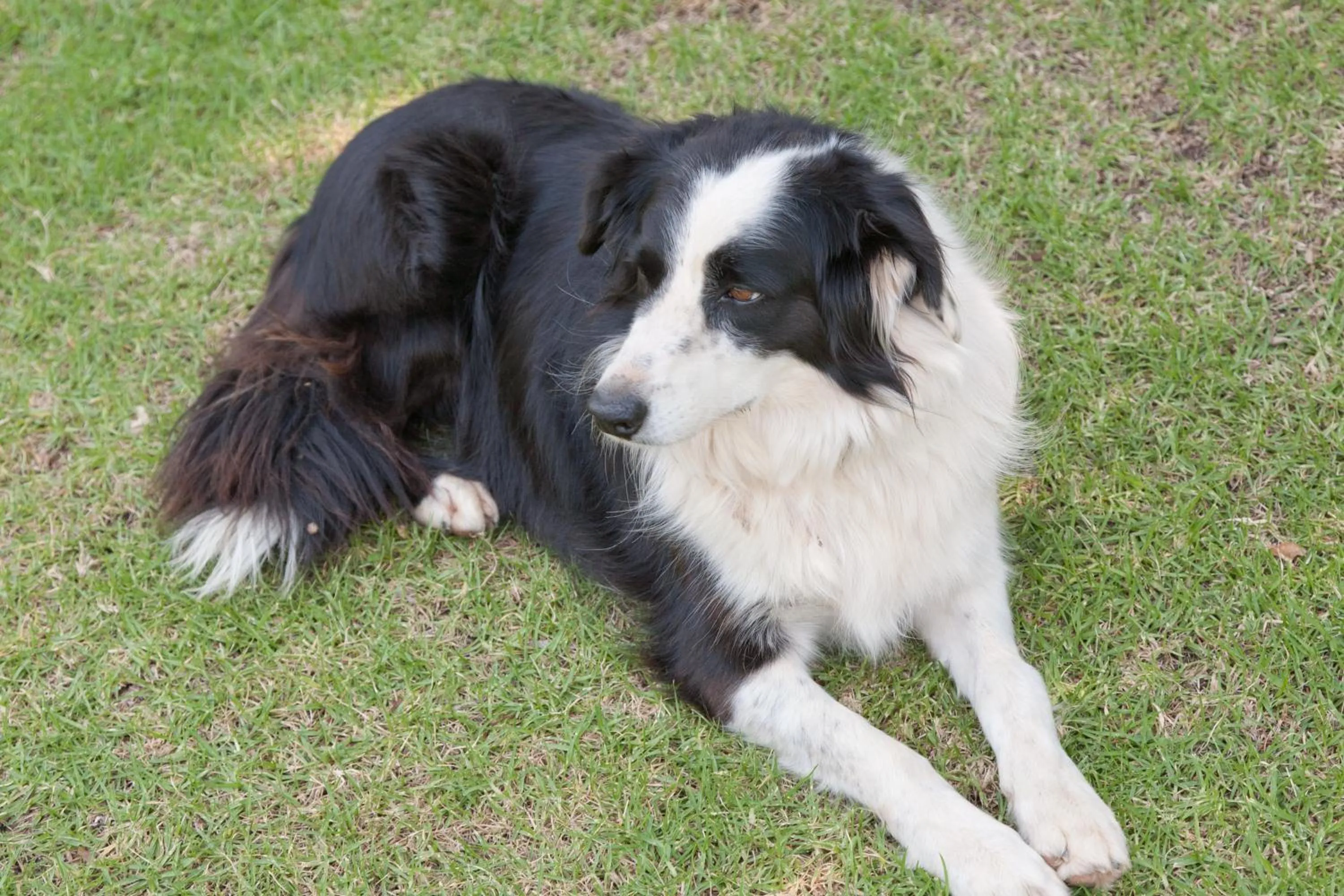 Pets in Oue Werf Country House