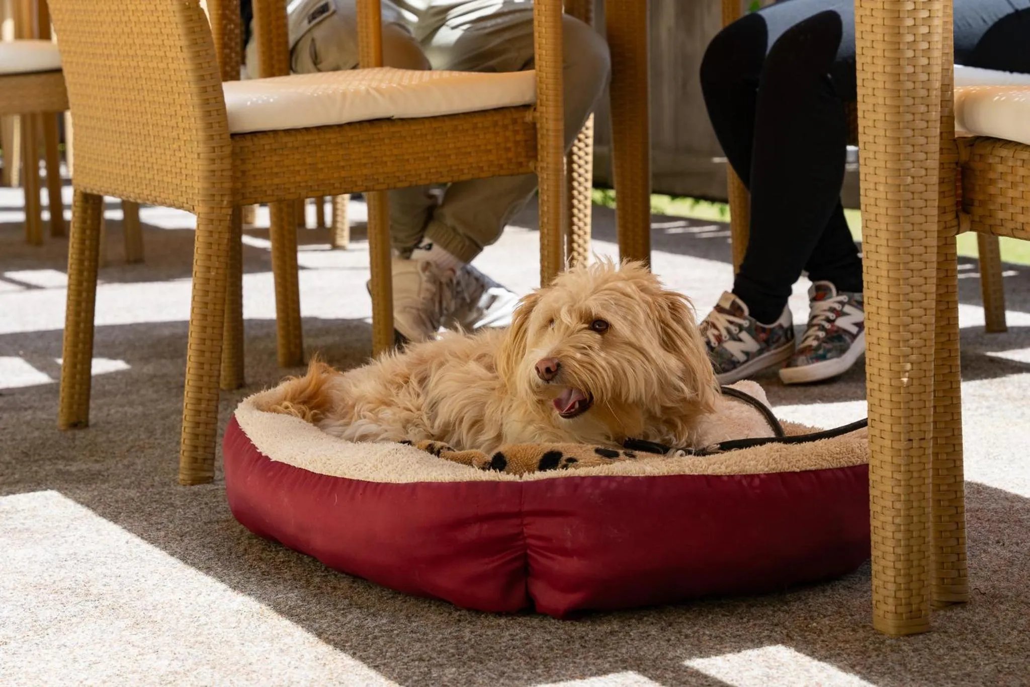 Pets in Hotel zum Lamm