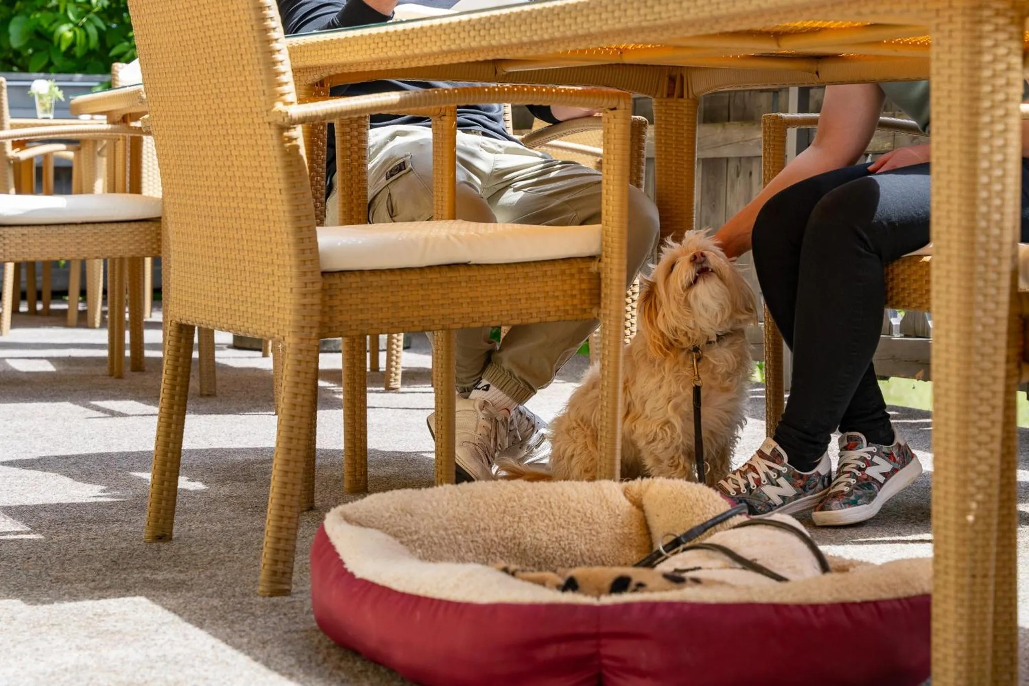 Pets in Hotel zum Lamm