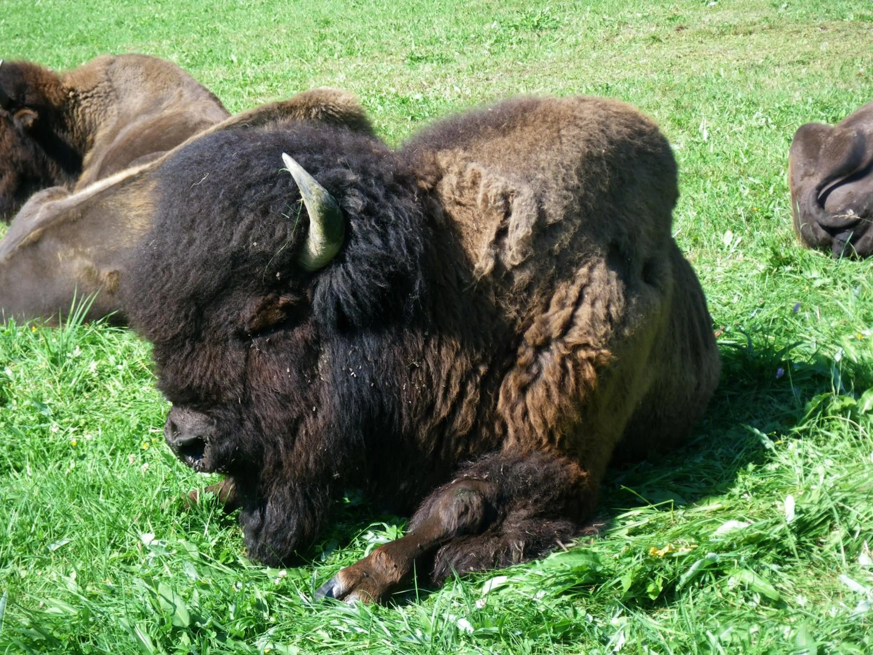 Animals in Hotel Ramsaueralm